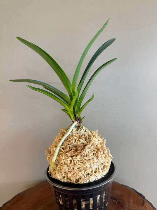 Neofinetia falcata Misukage 御簾影