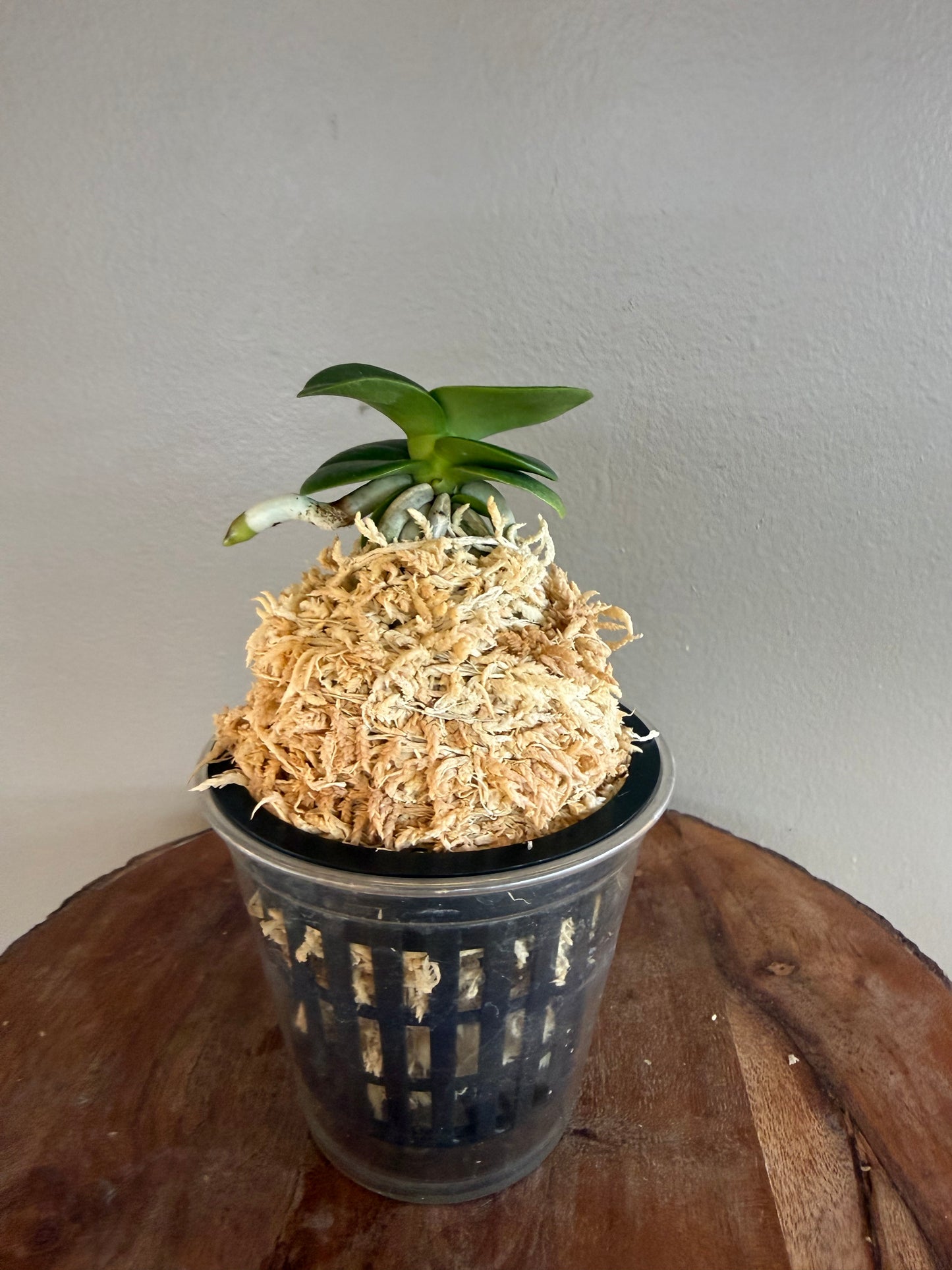 Sedirea japonica Minmaru 明丸