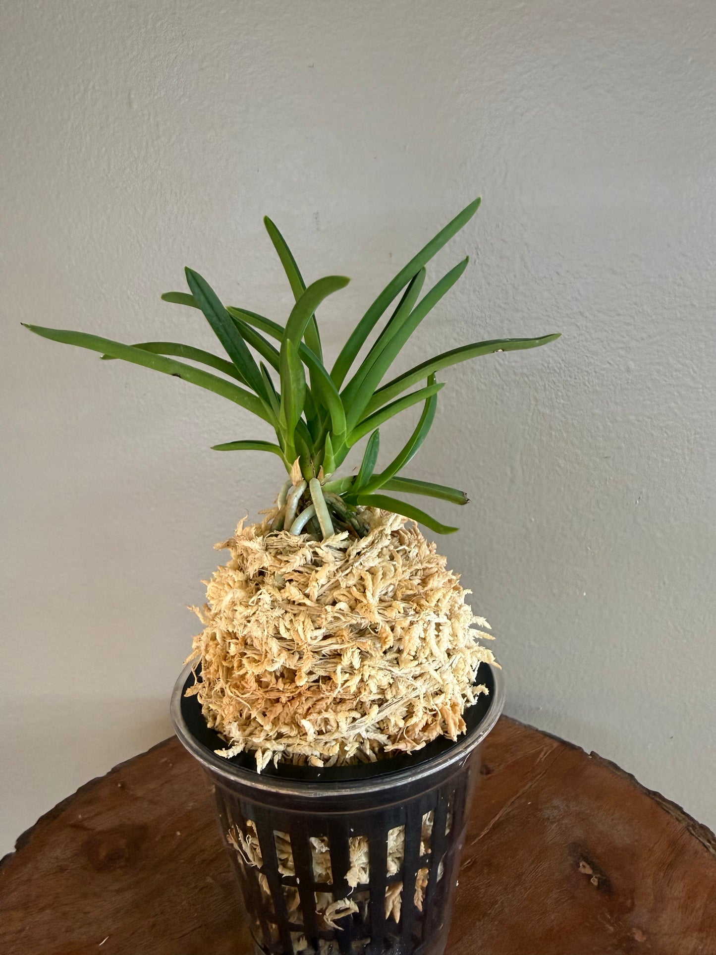 Neofinetia falcata kobai 紅梅