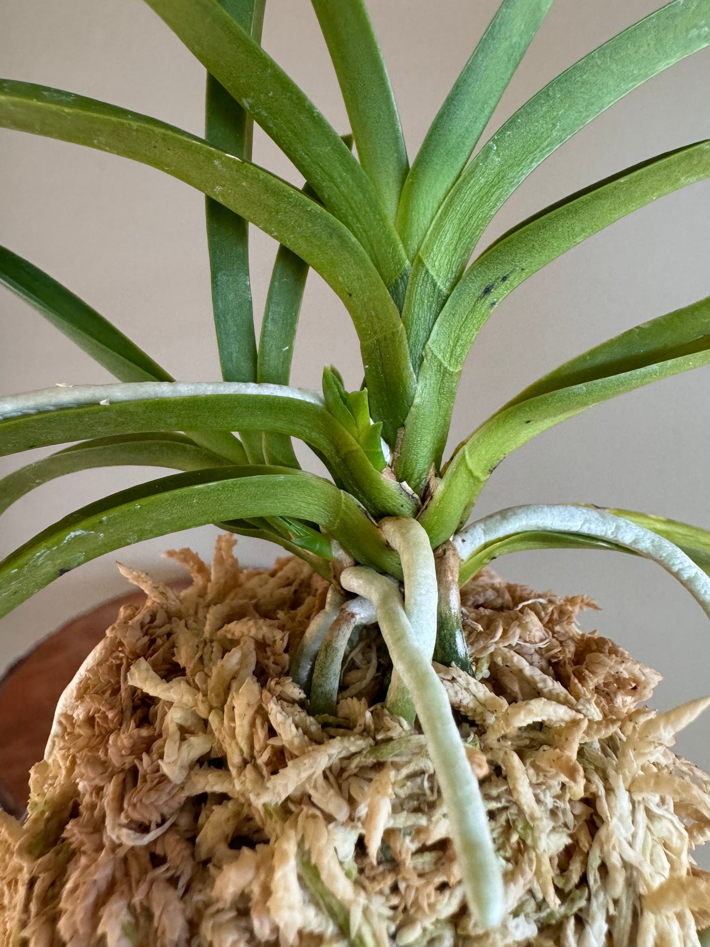 Neofinetia falcata kobai 紅梅