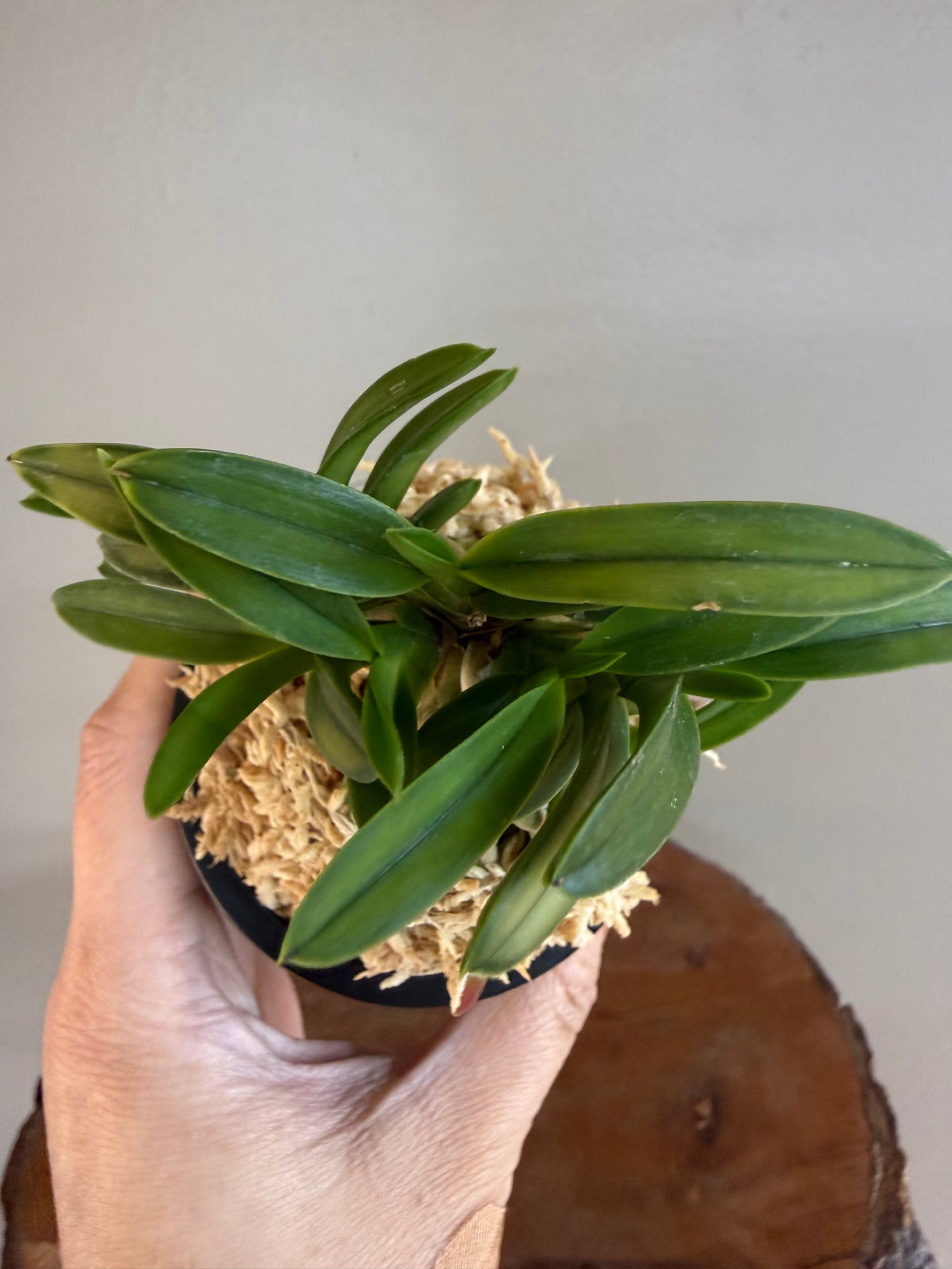 Neofinetia falcata Kinkujaku 金孔雀