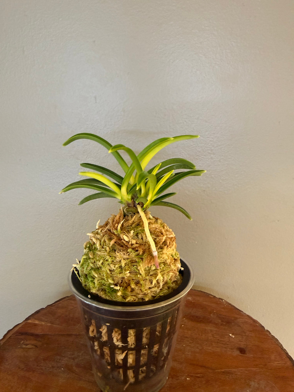 Neofinetia falcata Izumibotan 泉牡丹