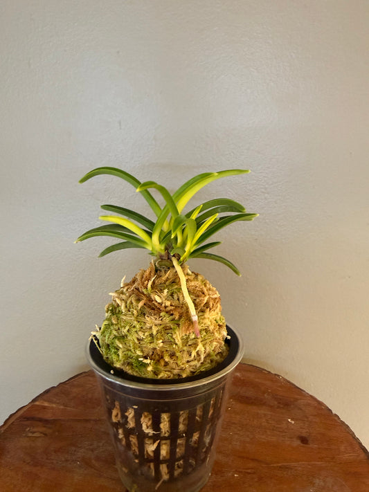 Neofinetia falcata Izumibotan 泉牡丹