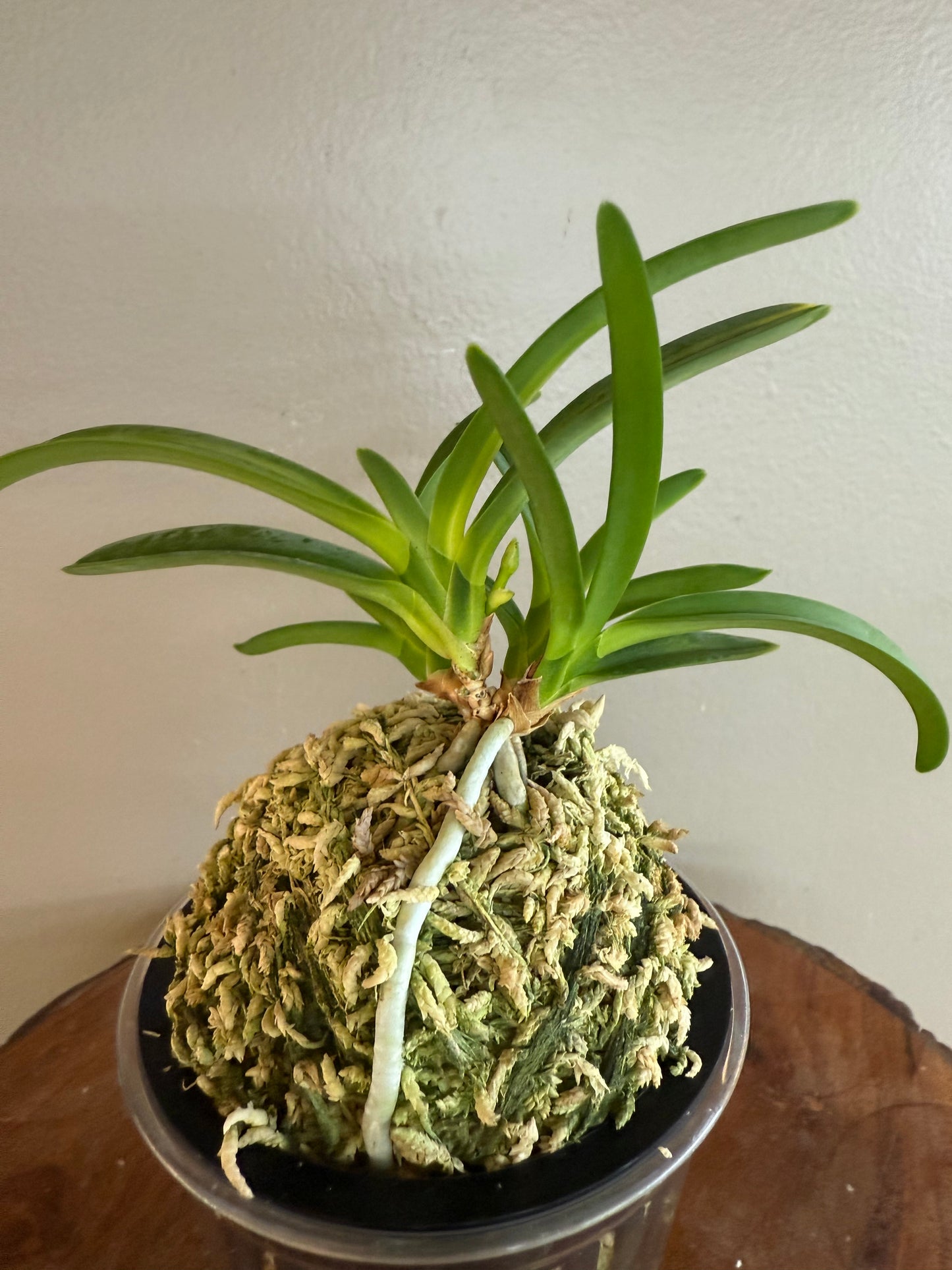Neofinetia falcata Yokihime 楊貴姫