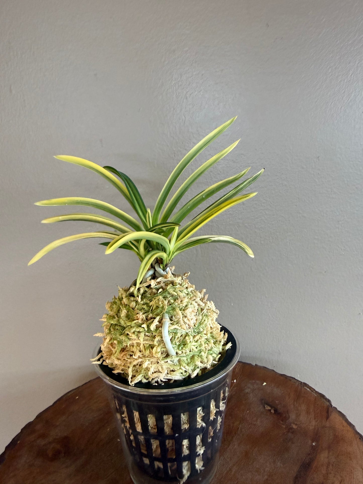 Neofinetia falcata Yuri 琉璃(Amami kanpaku  奄美冠白)