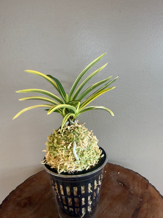 Neofinetia falcata Yuri 琉璃(Amami kanpaku  奄美冠白)