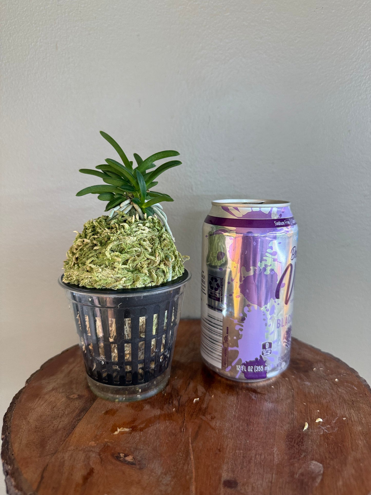 Neofinetia falcata Odong 烏童(Eboshimaru Short Leaves ）