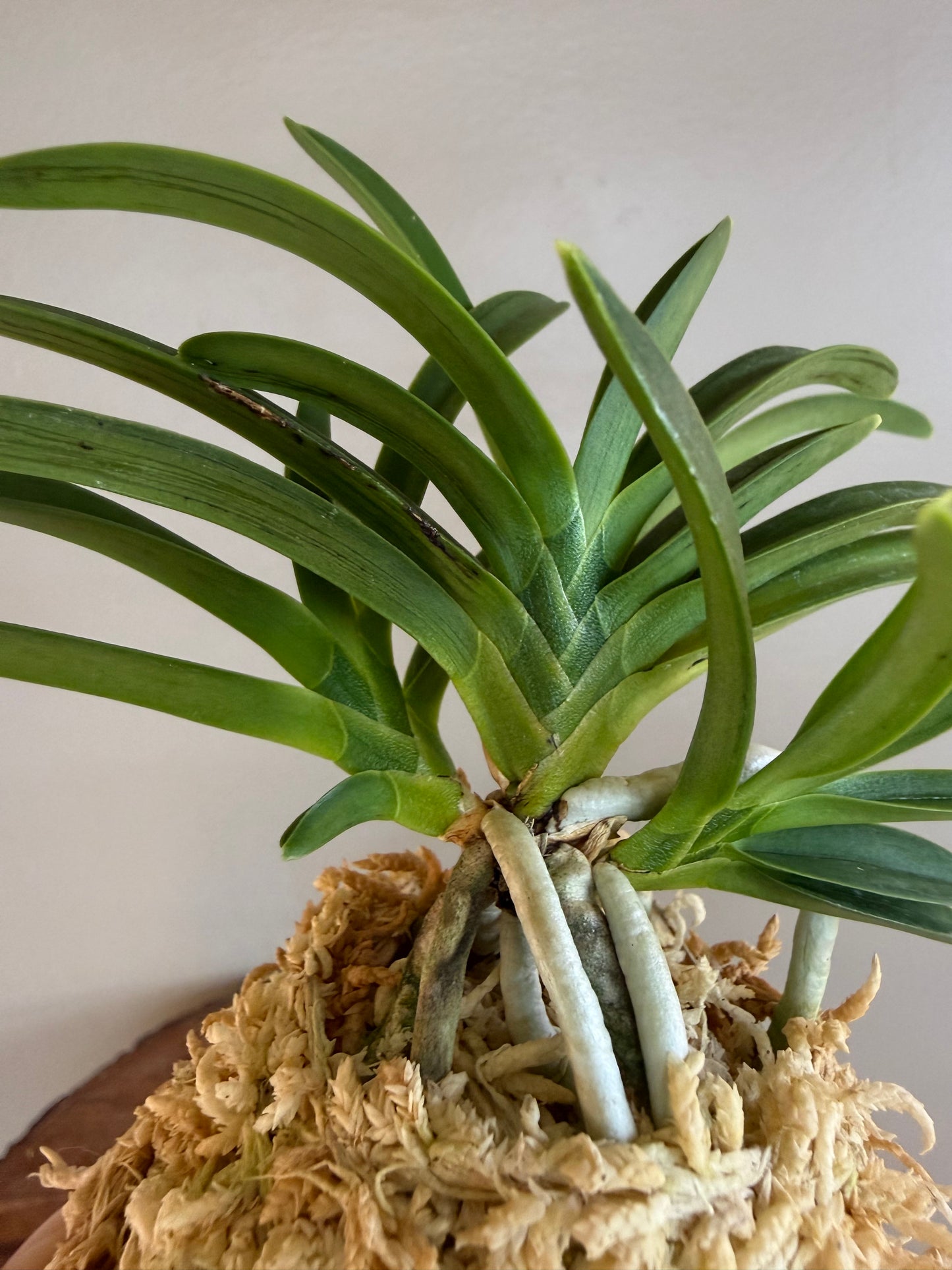 Neofinetia falcata Suminagashi 墨流