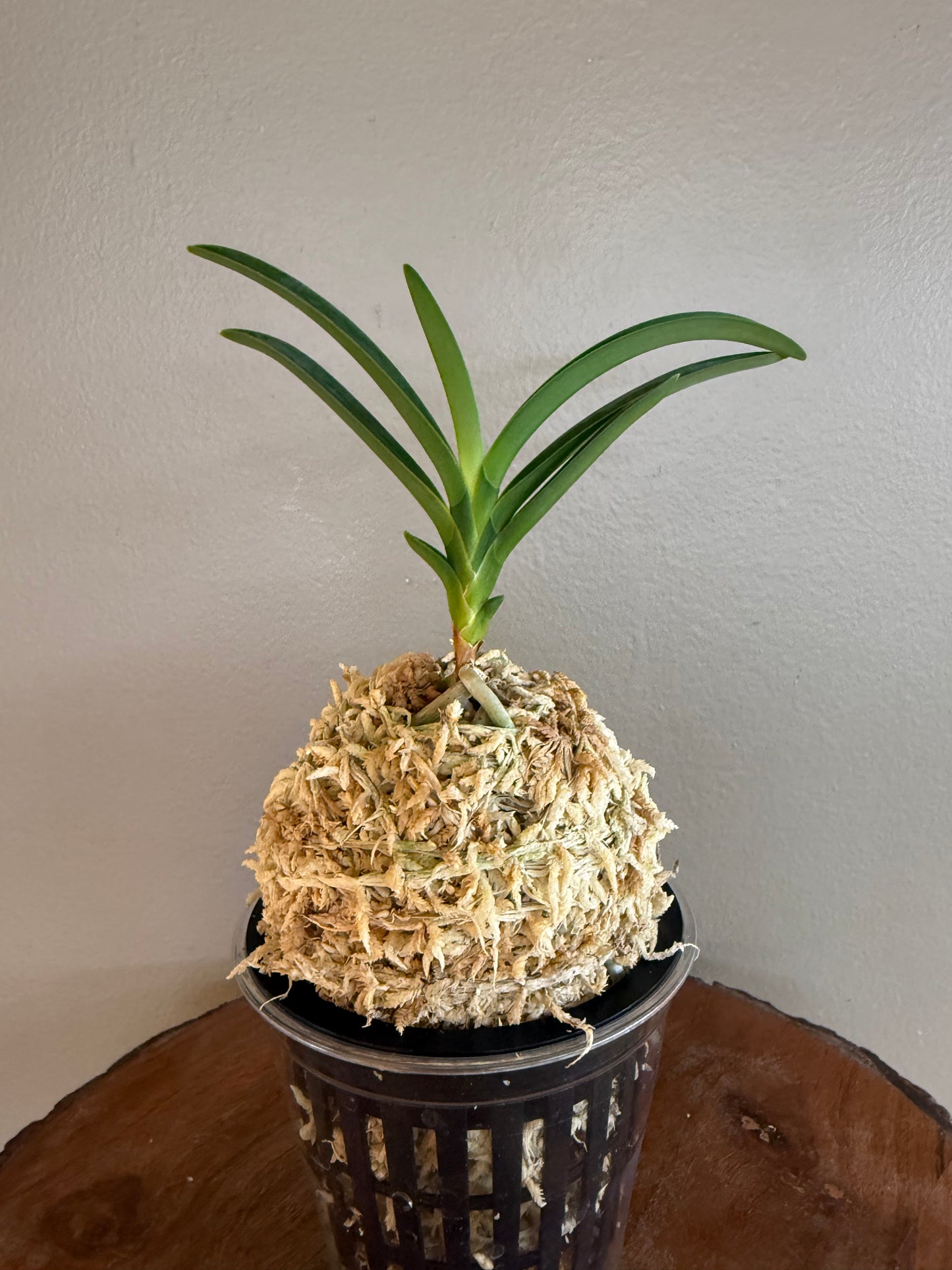 Neofinetia falcata Sansuiden 三翠殿/(jp )Midori senju 緑千壽
