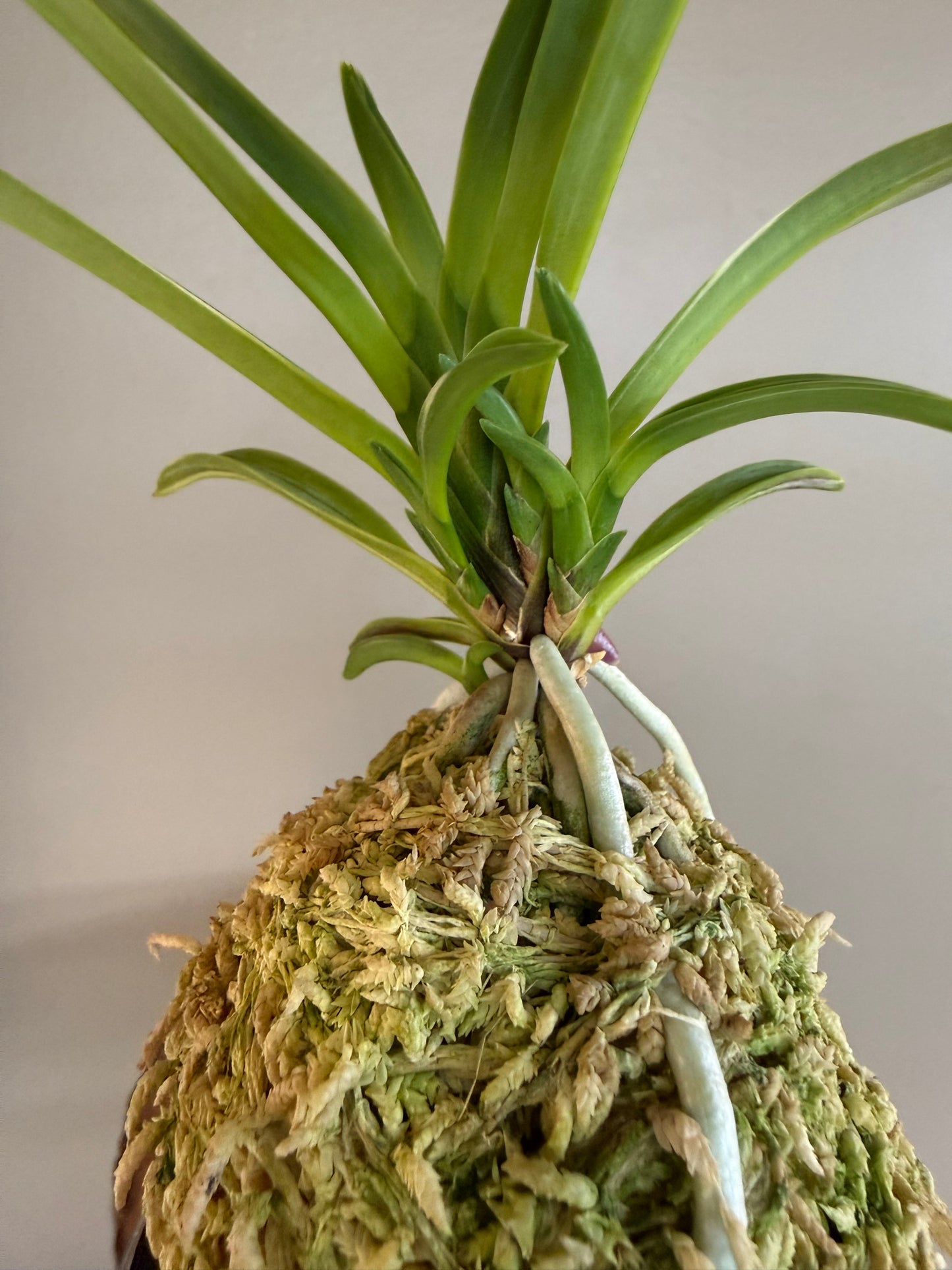 Neofinetia falcata Nishiryonishiki 西凌錦