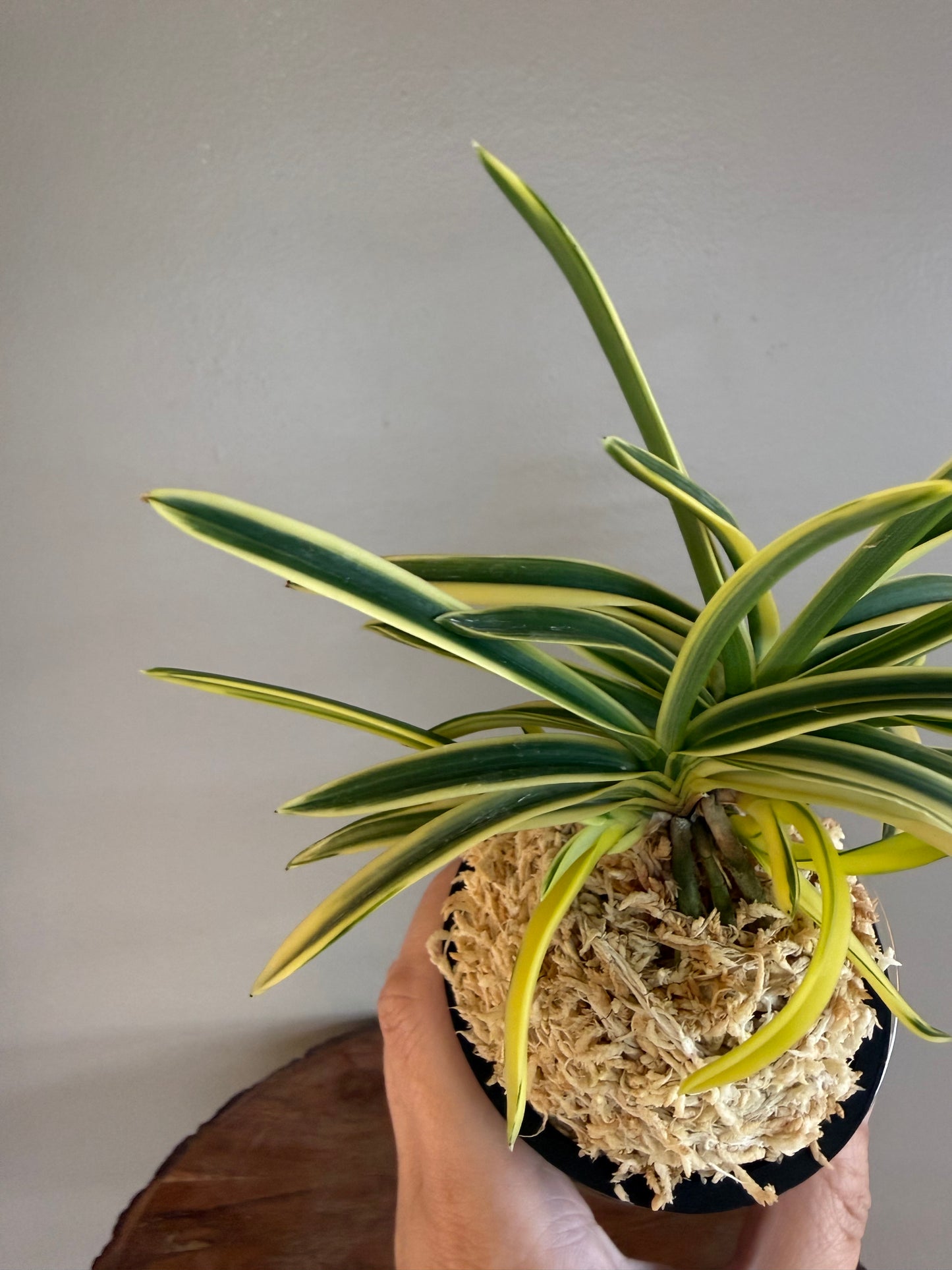Neofinetia falcata shishinden 紫宸殿
