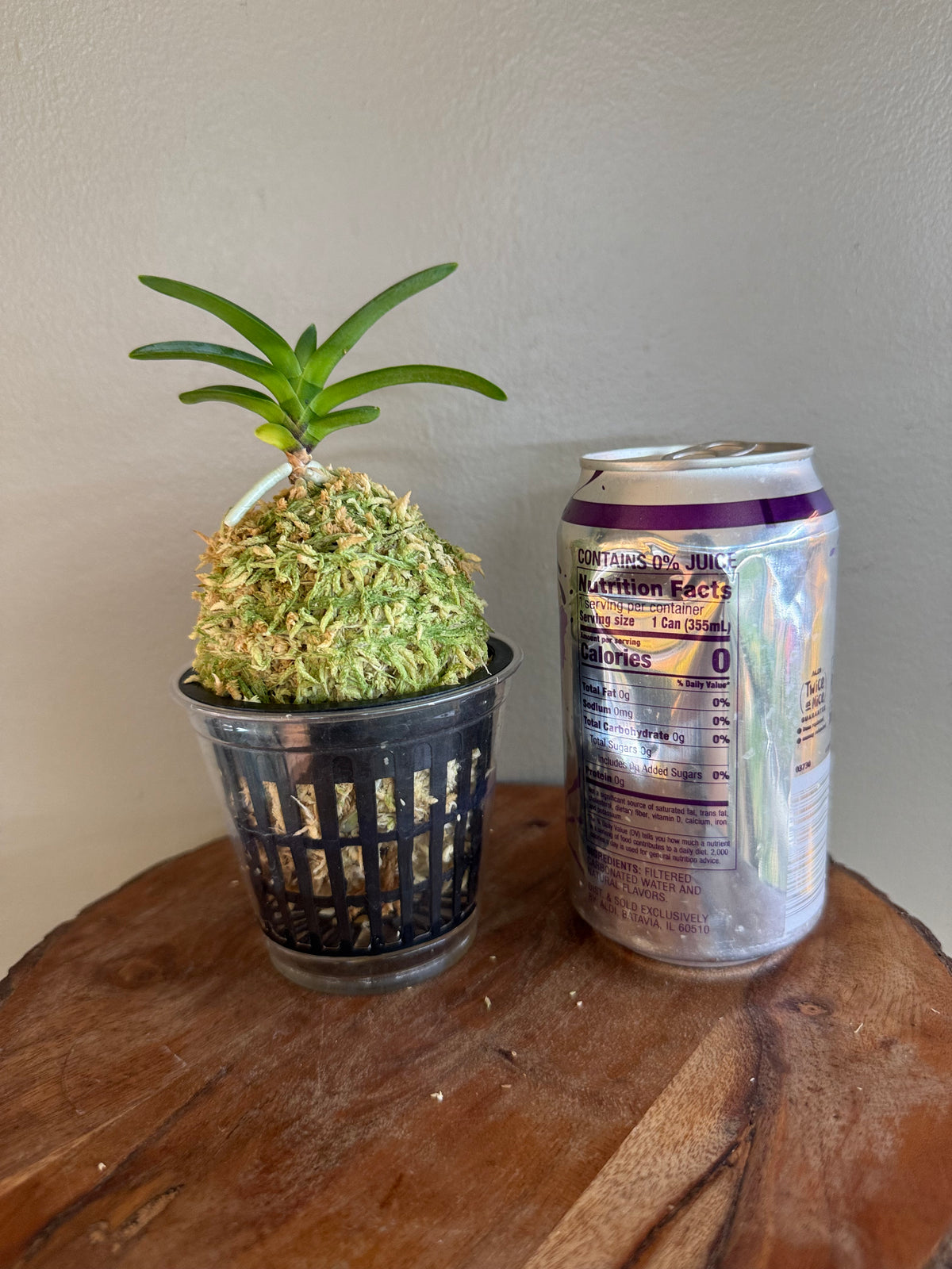 Neofinetia falcata Hwangok 黃玉