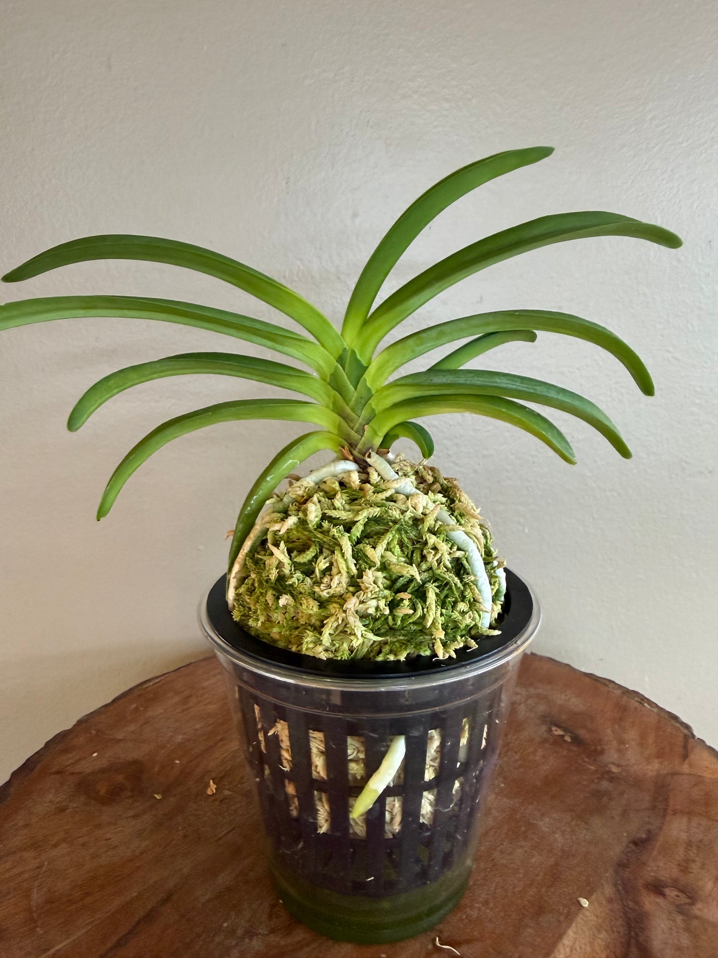 Neofinetia falcata Daehwanghae 大黃海(Onamiseikai kibana)