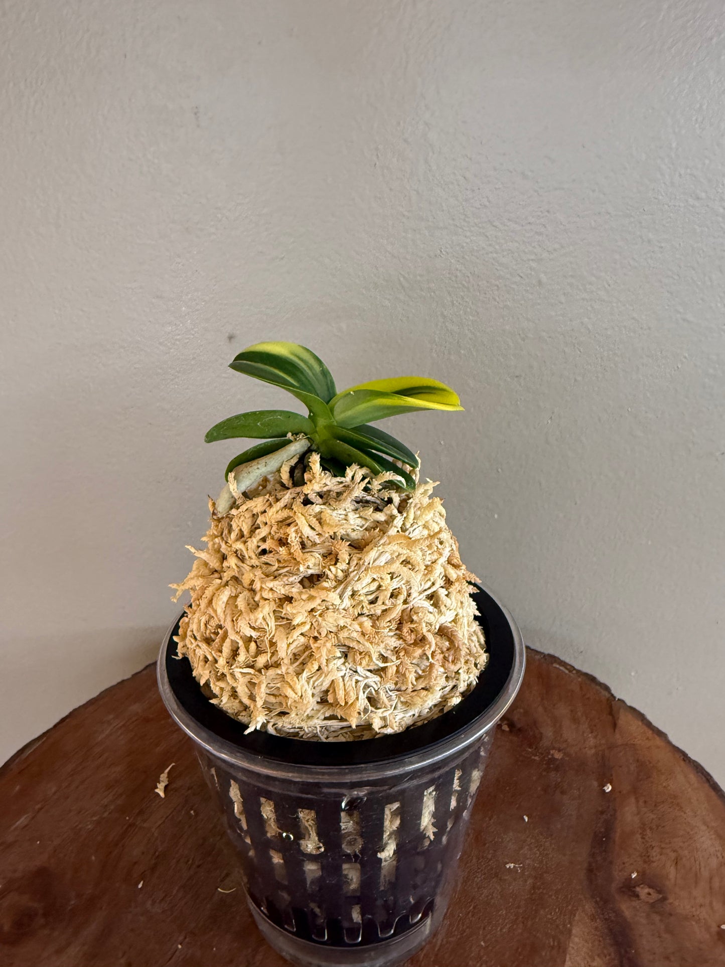 Sedirea japonica Minmaru Shima 明丸錦