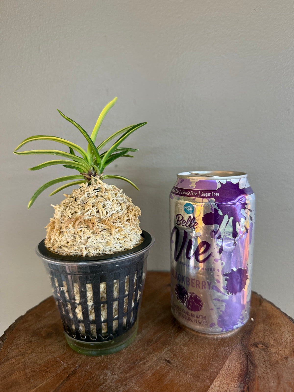 Neofinetia falcata Fugaku 富嶽