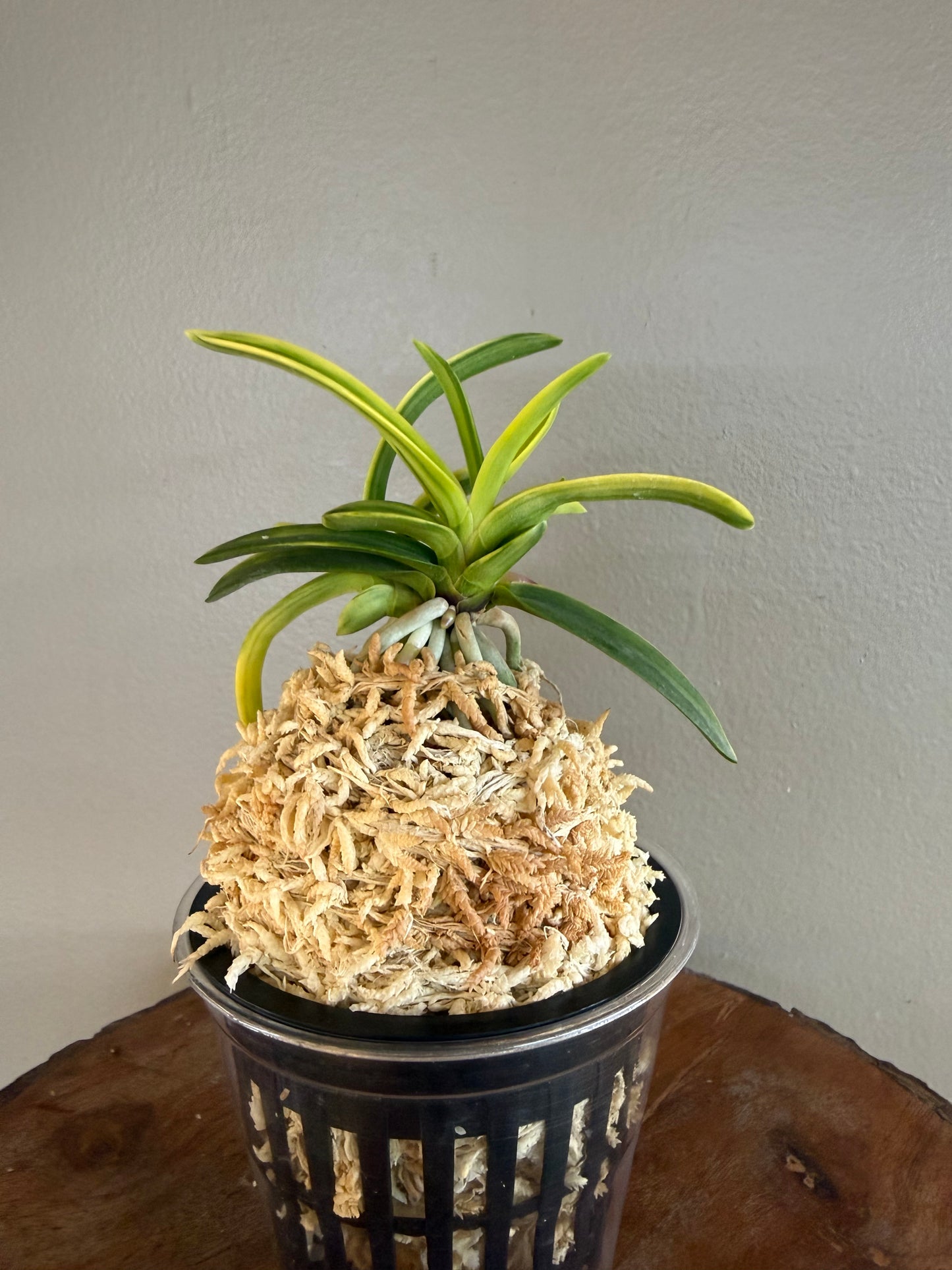 Neofinetia falcata Fugaku 富嶽