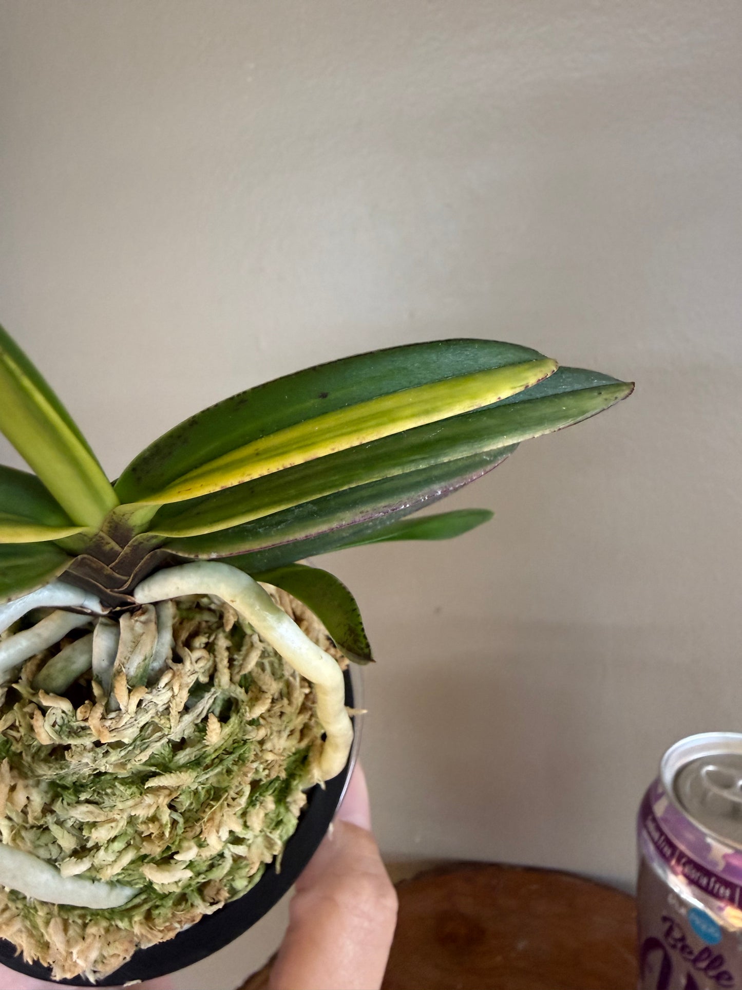 Neofinetia falcata Cheonjiyeon 天池淵
