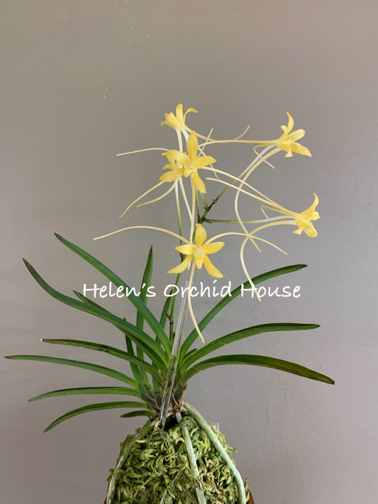 Neofinetia falcata Hwangjiyeon 黃池淵