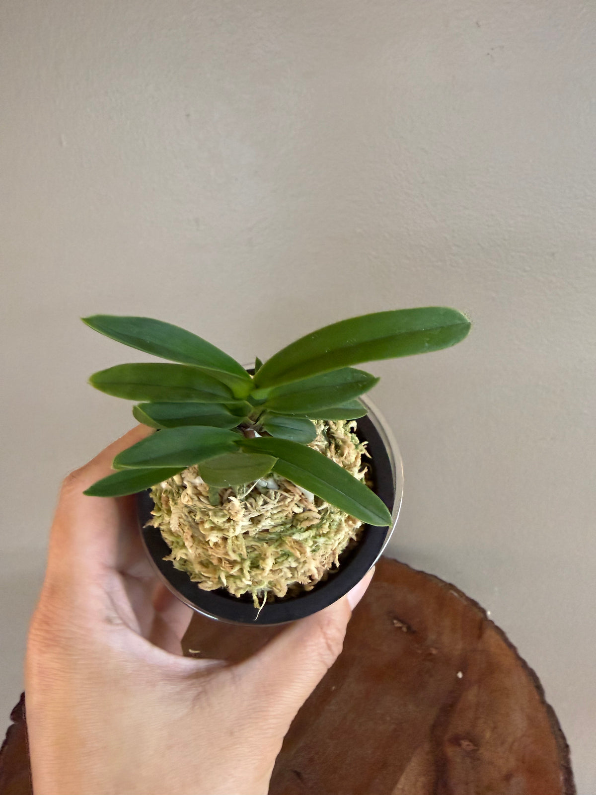Neofinetia falcata Janggun 將軍