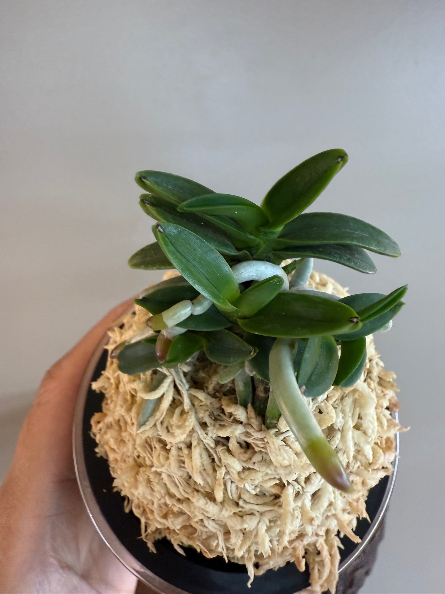 Neofinetia falcata Kuroshinju 黒真珠