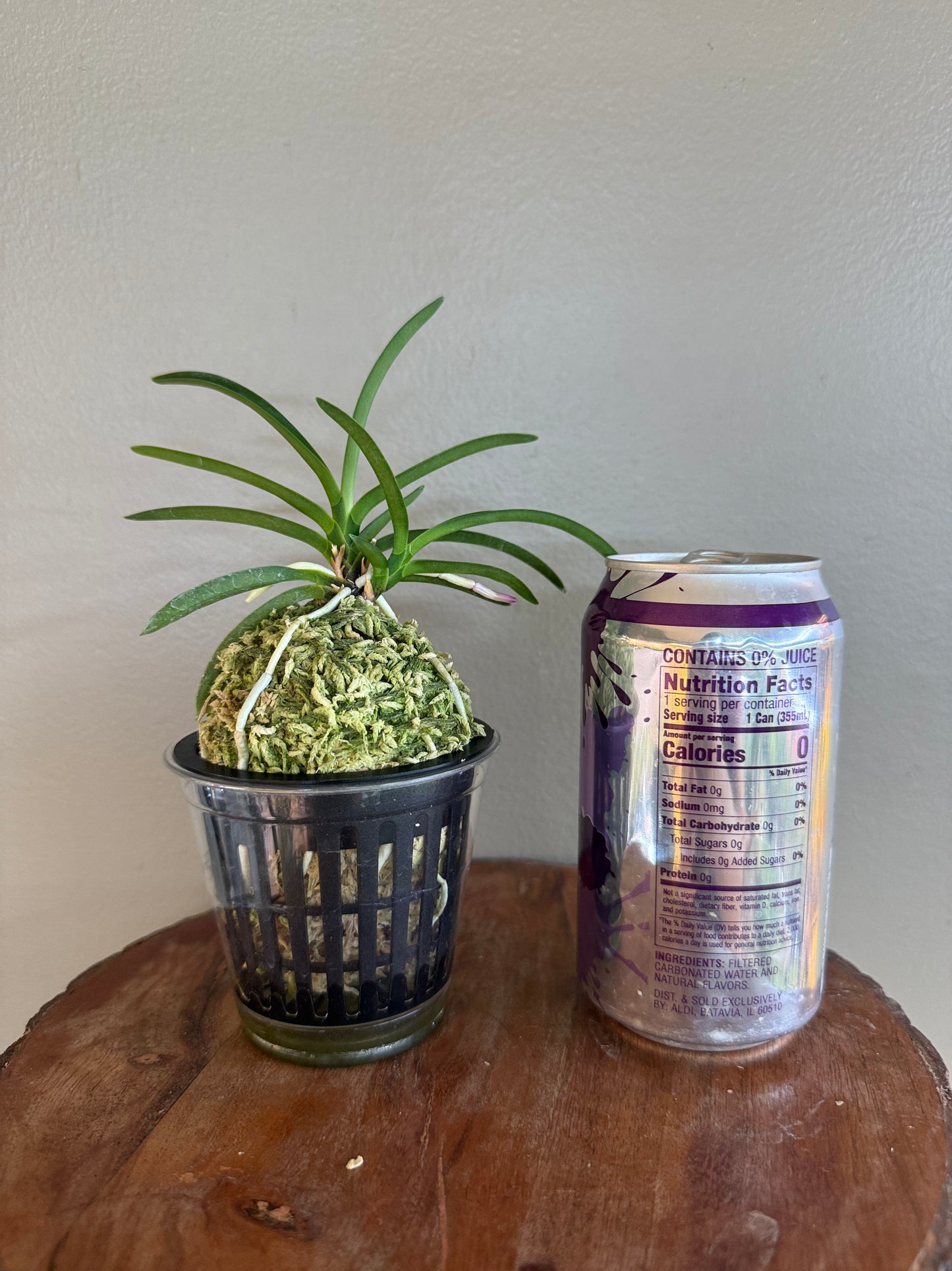 Neofinetia falcata Hakuunkaku 白雲閣