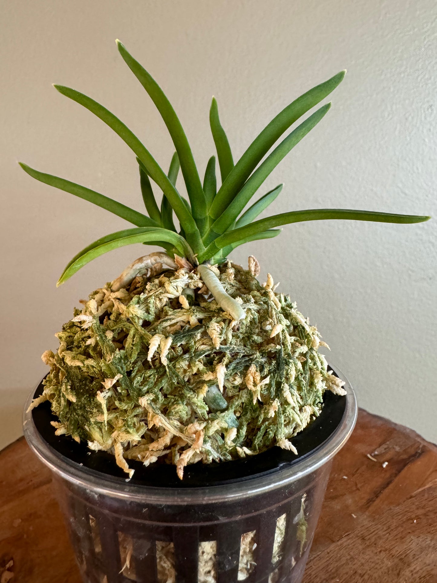 Neofinetia falcata Dohyeon 桃玄