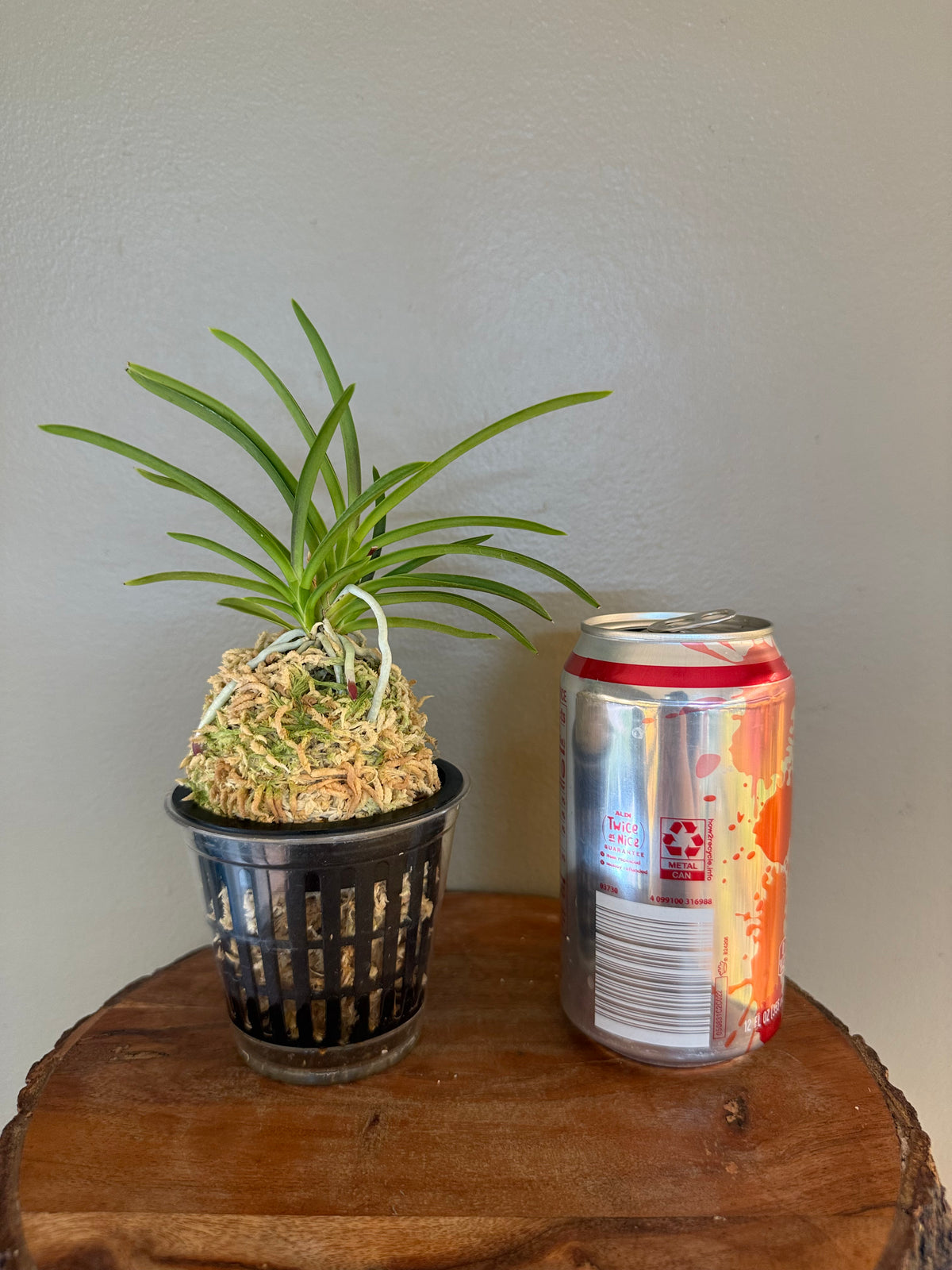 Neofinetia falcata Gongju 公主 (dark pink) Rare