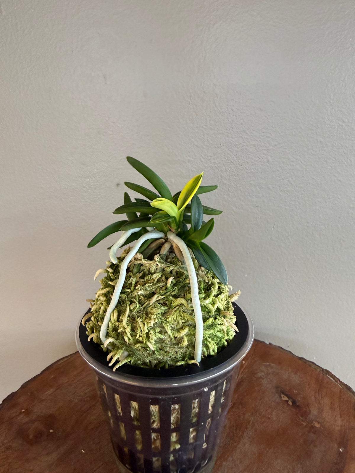 Neofinetia falcata Chwiwolho 翠月湖