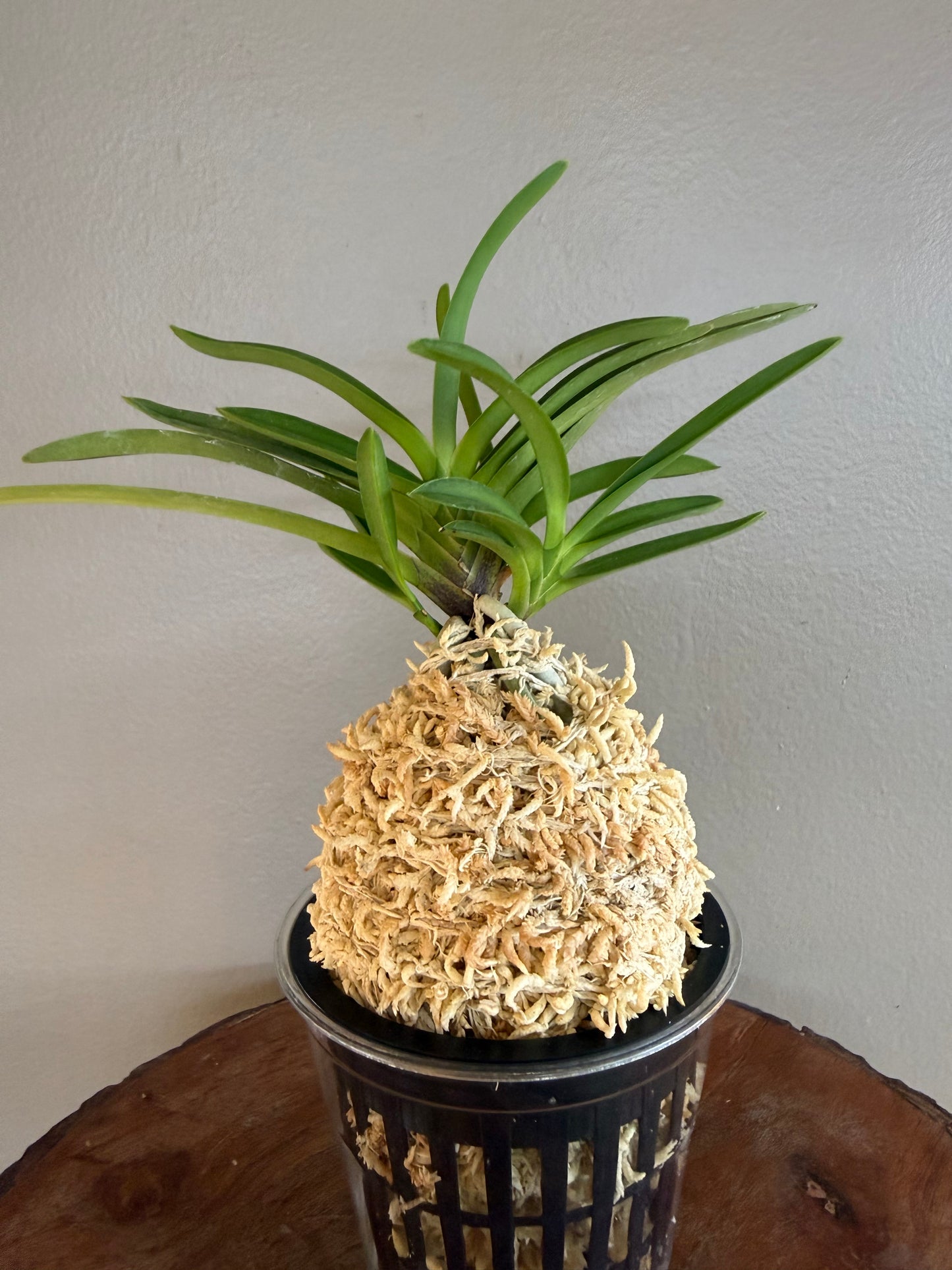 Neofinetia falcata Hanamatsuri 花祭