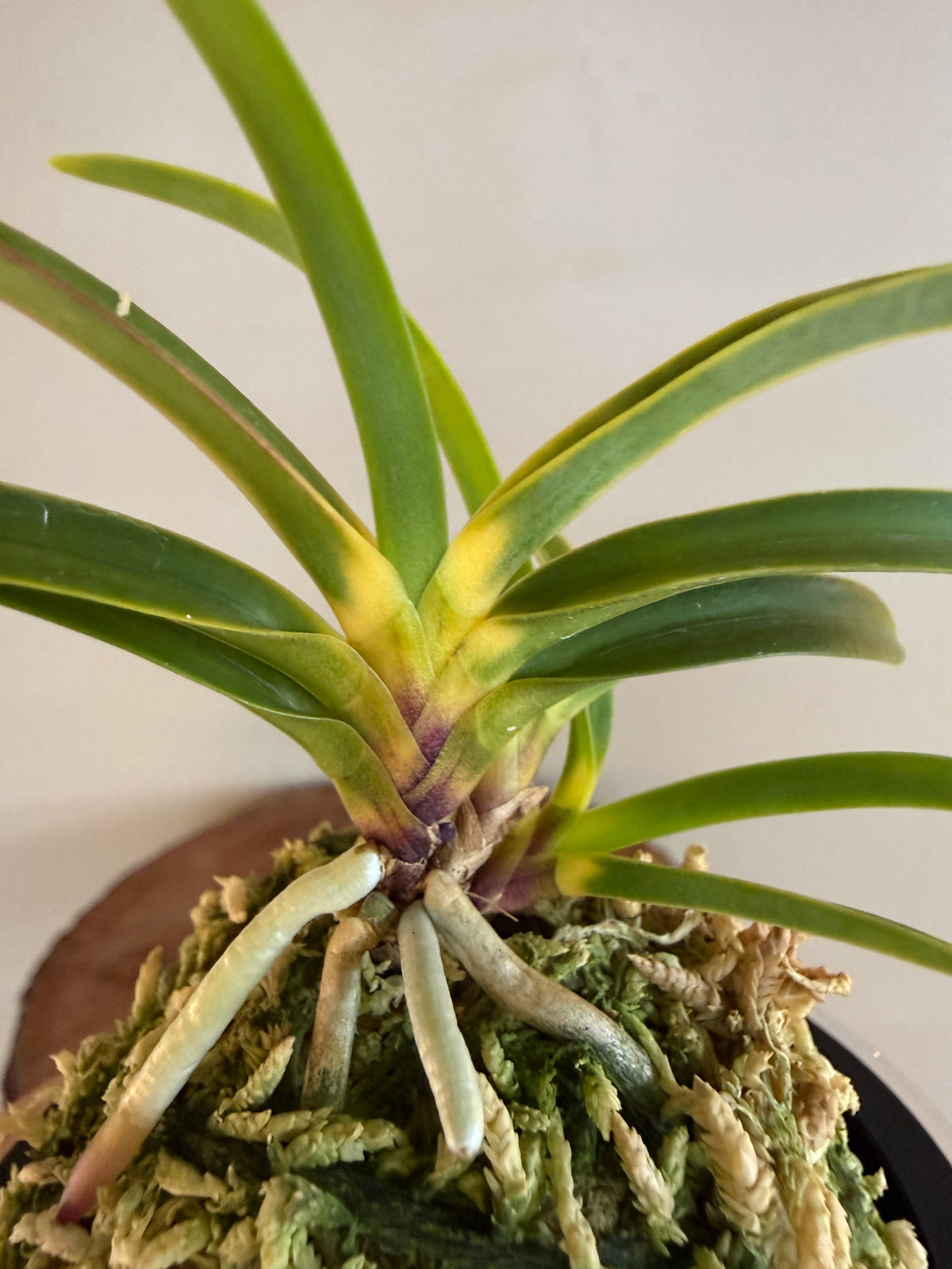 Neofinetia falcata Shingetsu 真月