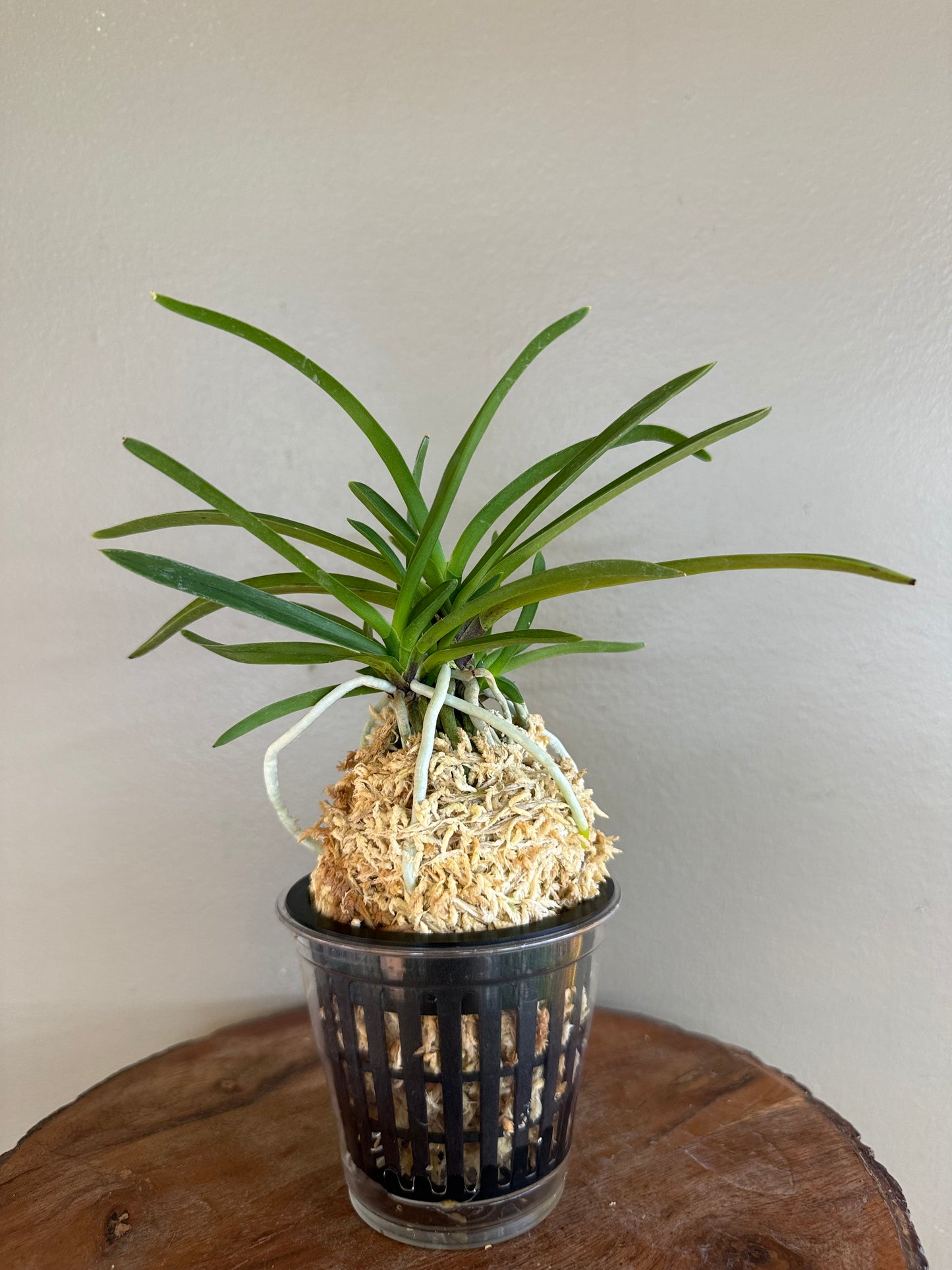Neofinetia falcata Benigkaede 紅楓
