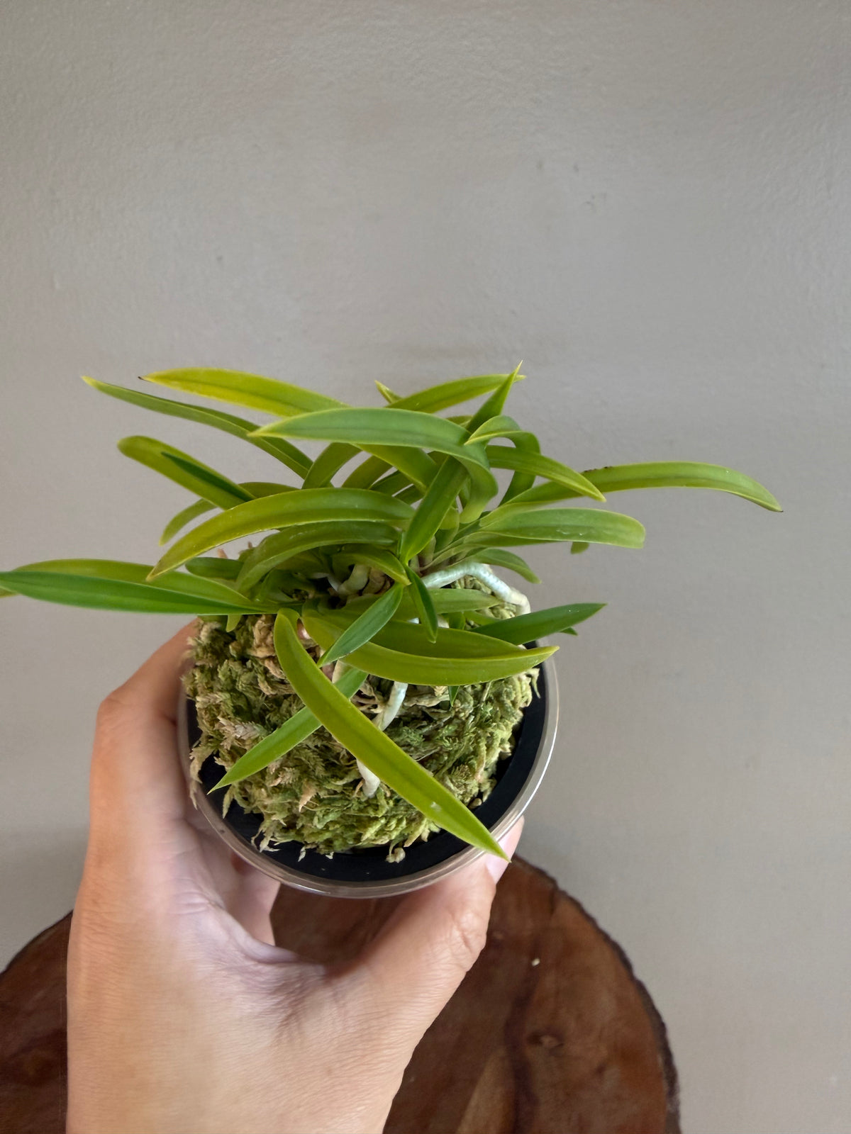 Neofinetia falcata Jomon no Hikari 縄文の光