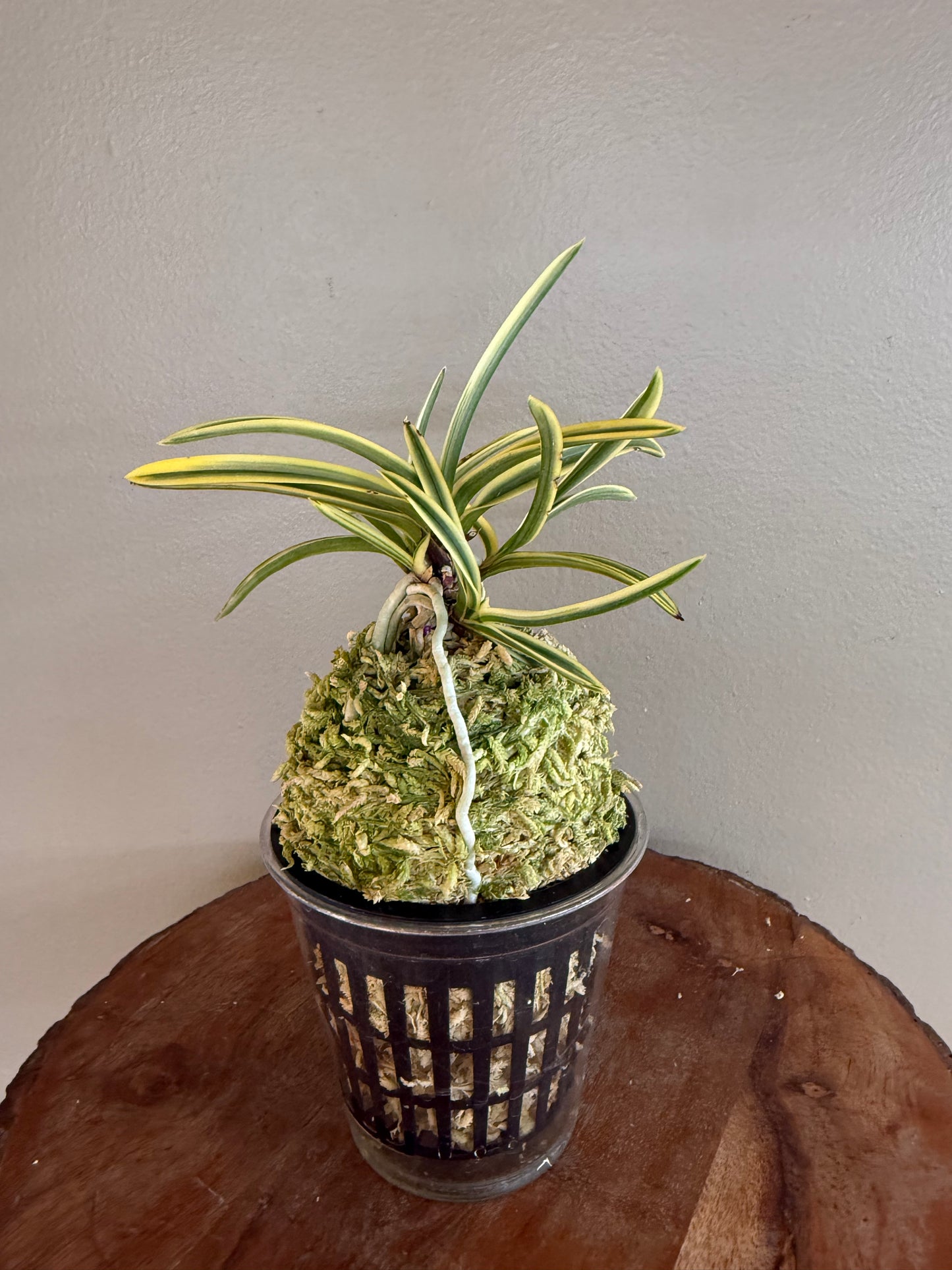 Neofinetia falcata Kotou Fukurin 湖東覆輪