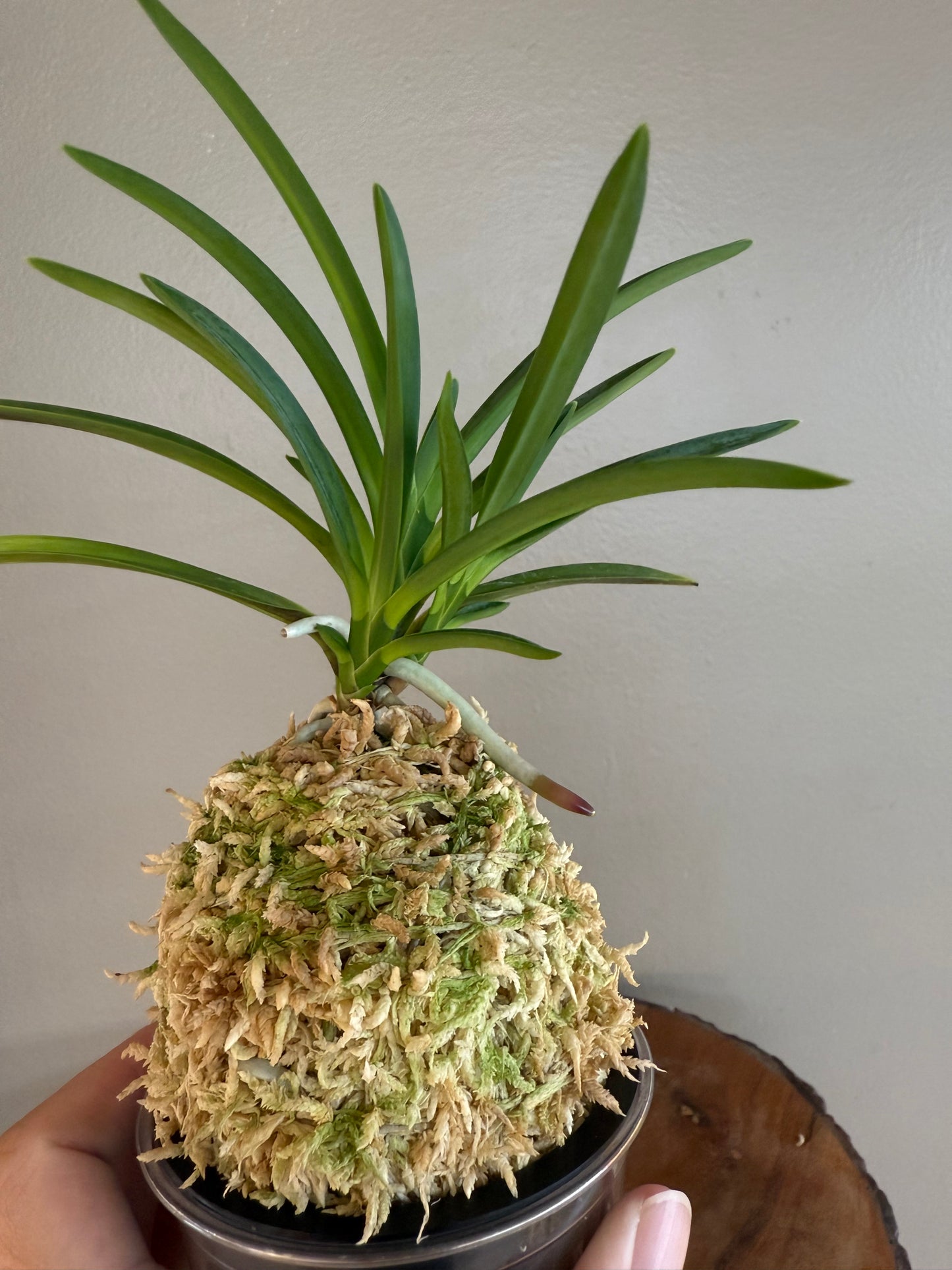 Neofinetia falcata Unhak (Unkaku) 雲鶴