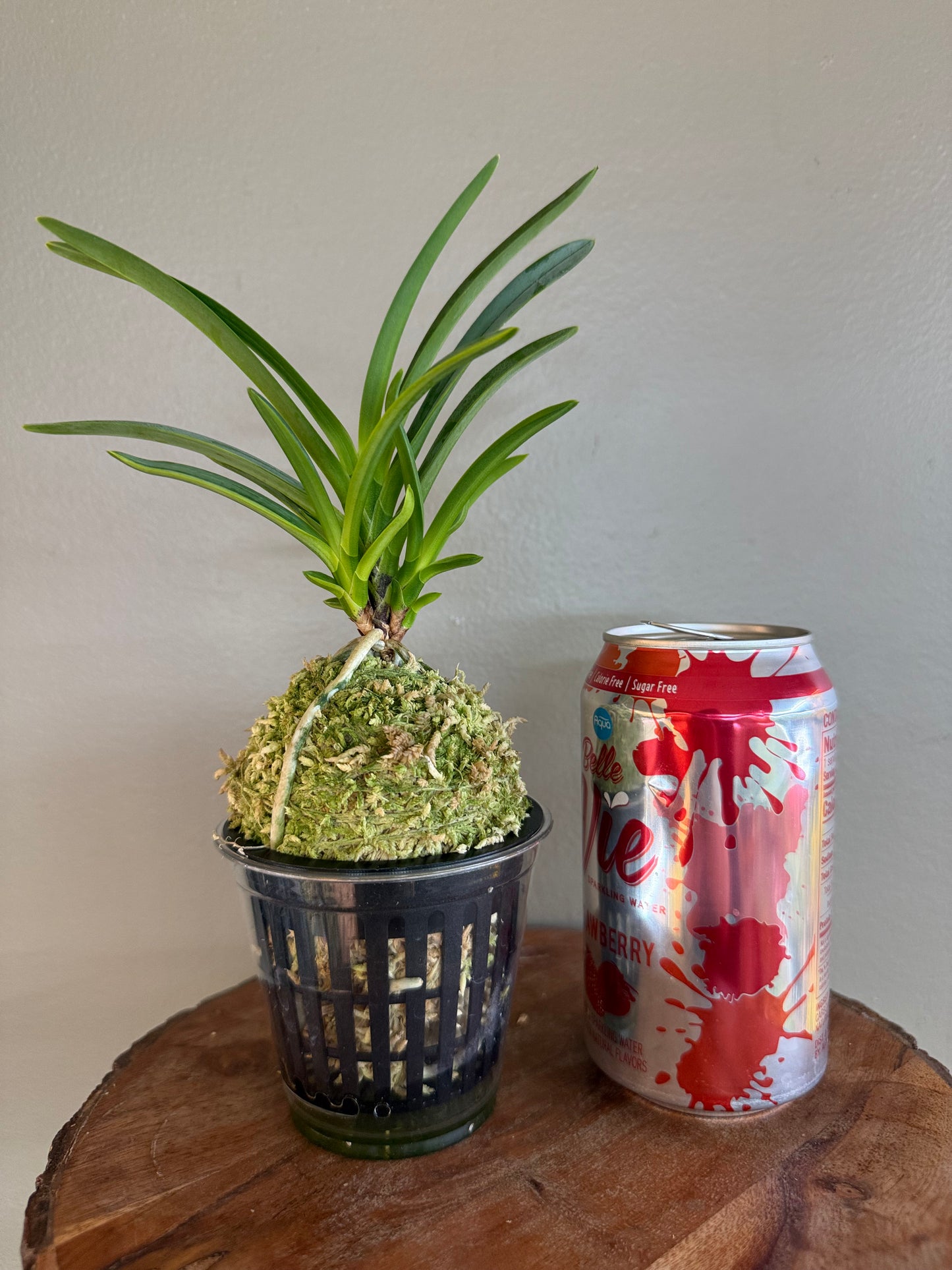 Neofinetia falcata Misukage 御簾影