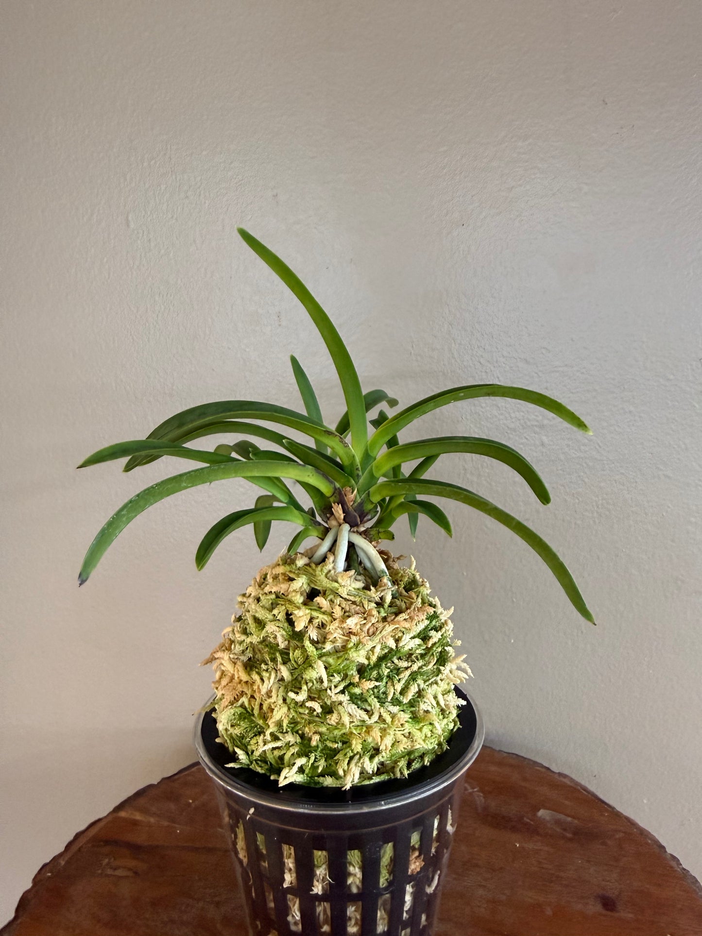 Neofinetia falcata Yamafubuki 山吹雪