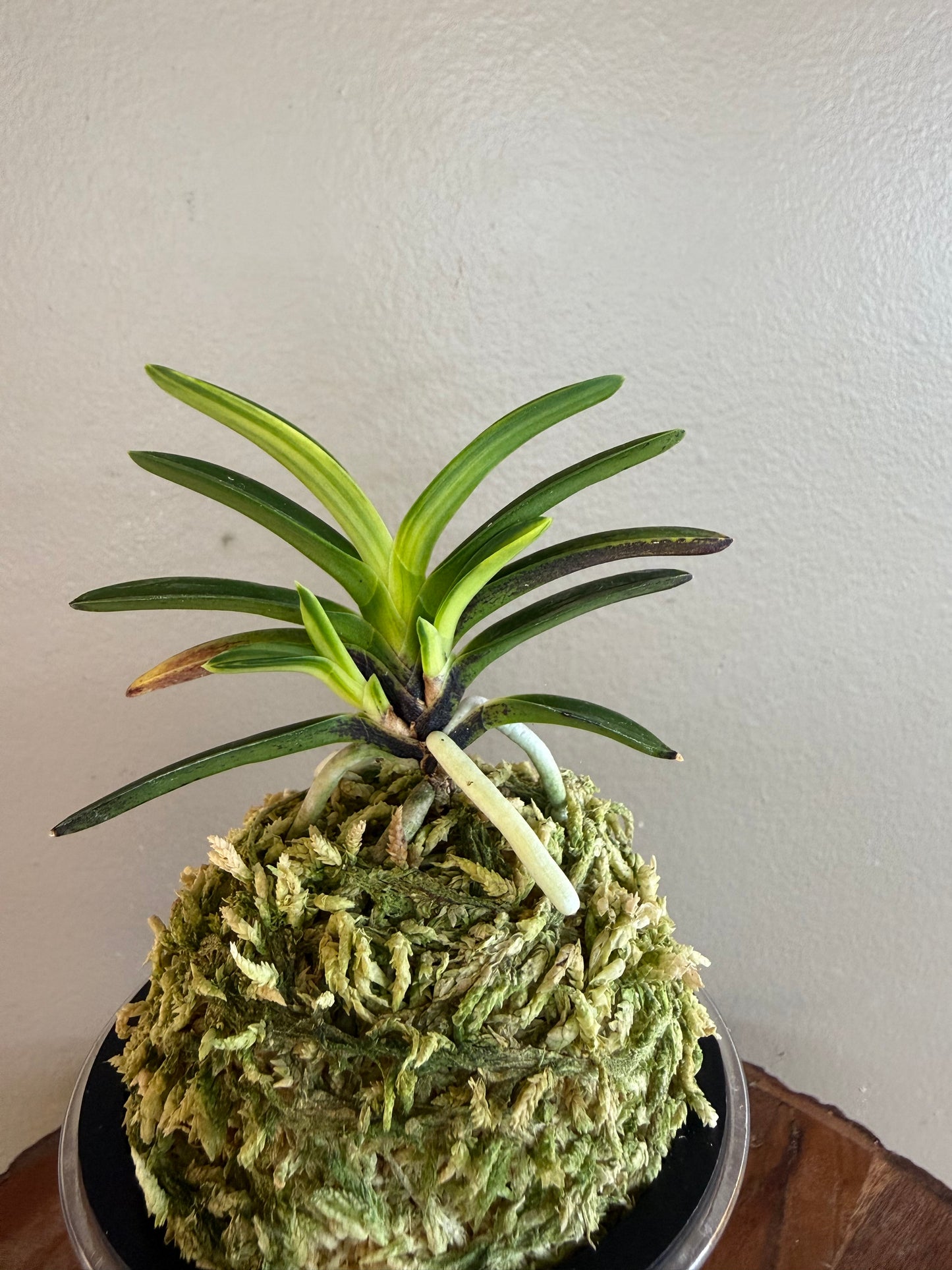 Neofinetia falcata Yomeimon 陽明門