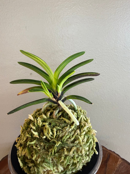 Neofinetia falcata Yomeimon 陽明門