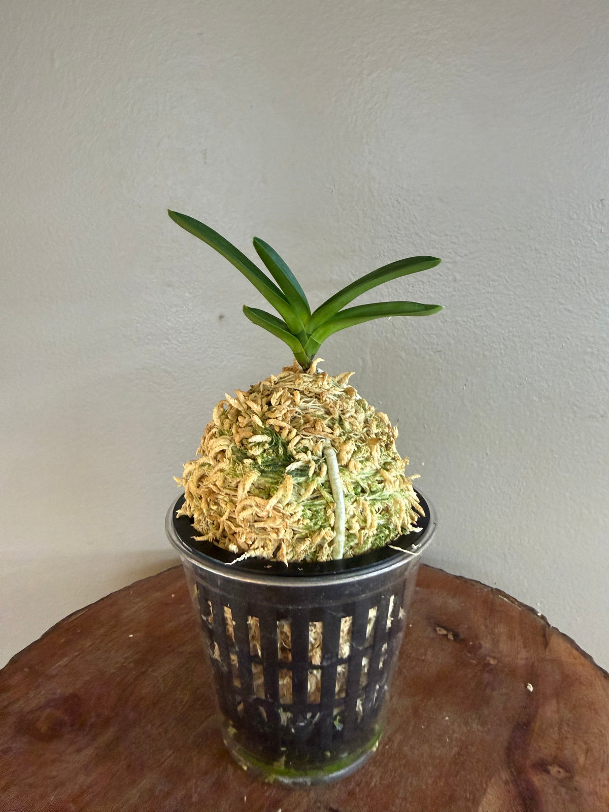 Neofinetia falcata Hongsojeong 紅㗛頂