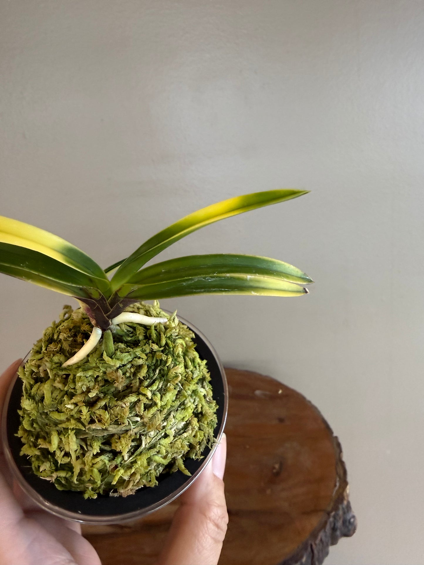 Neofinetia falcata Nishikiori 錦織
