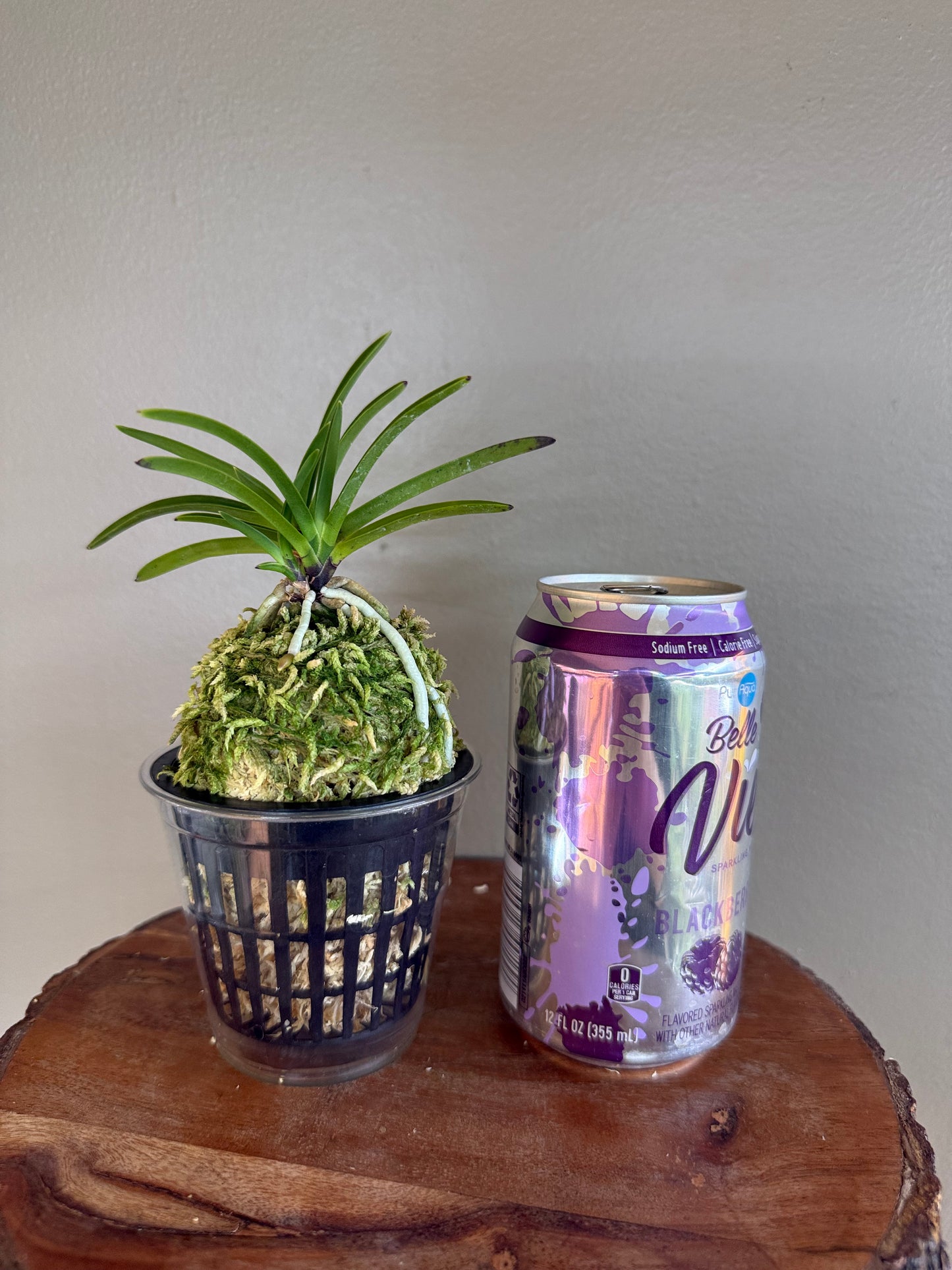 Neofinetia falcata Shutenno 朱天王