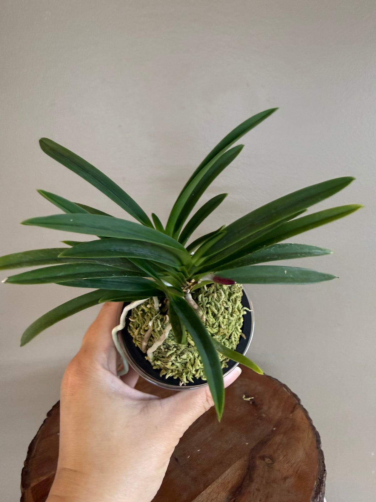Neofinetia falcata Wonhong 元紅
