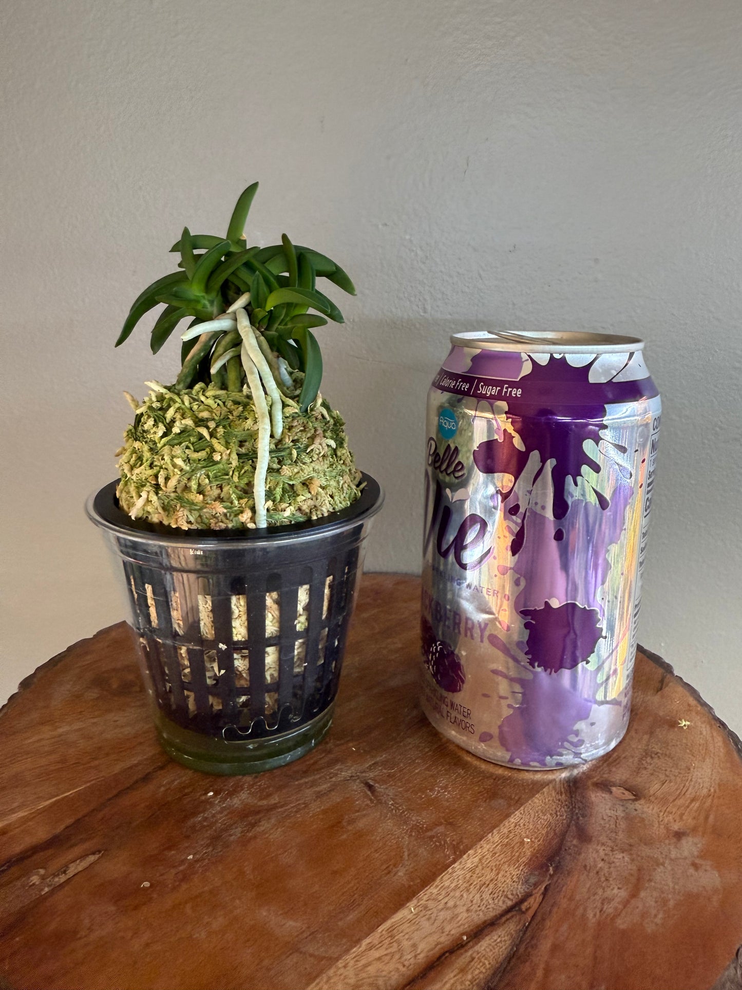 Neofinetia falcata Suikaden 翠華殿