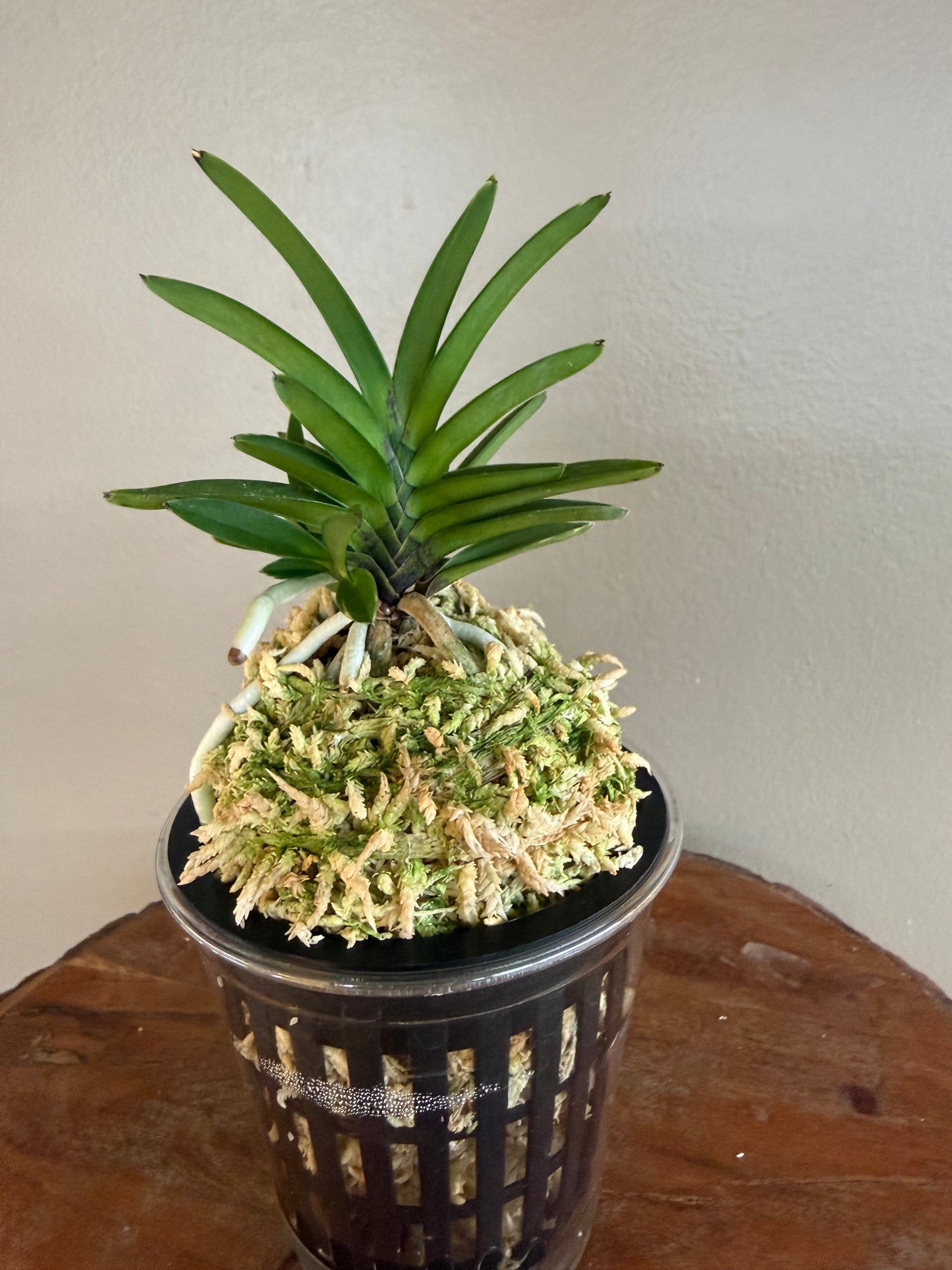 Neofinetia falcata Sekirei 鶺鴒