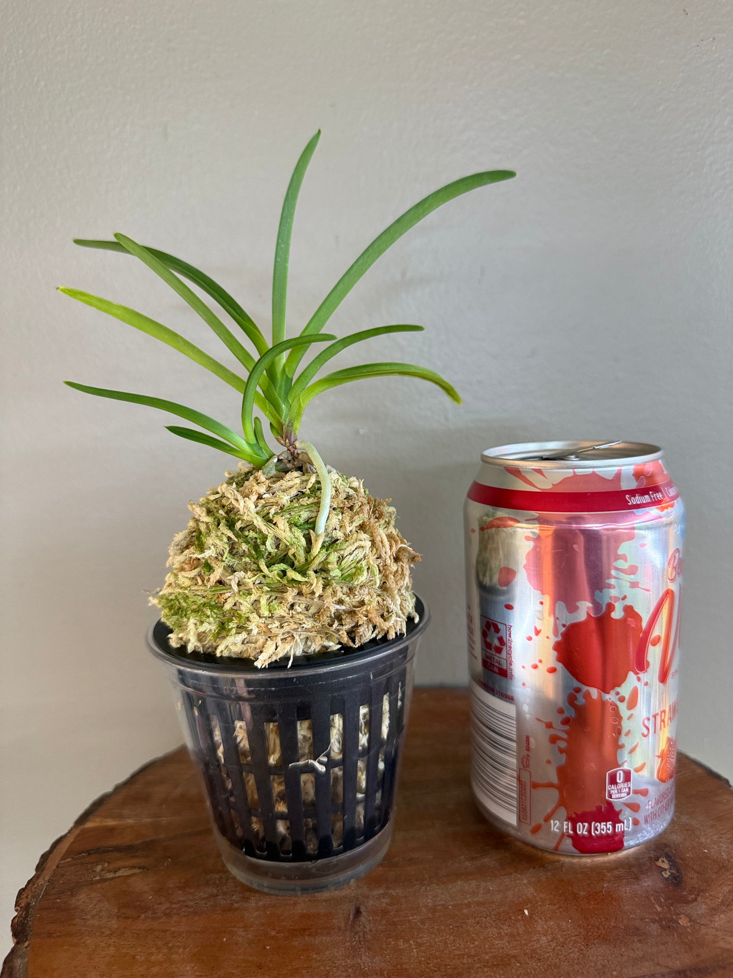 Neofinetia falcata Benigkaede 紅楓