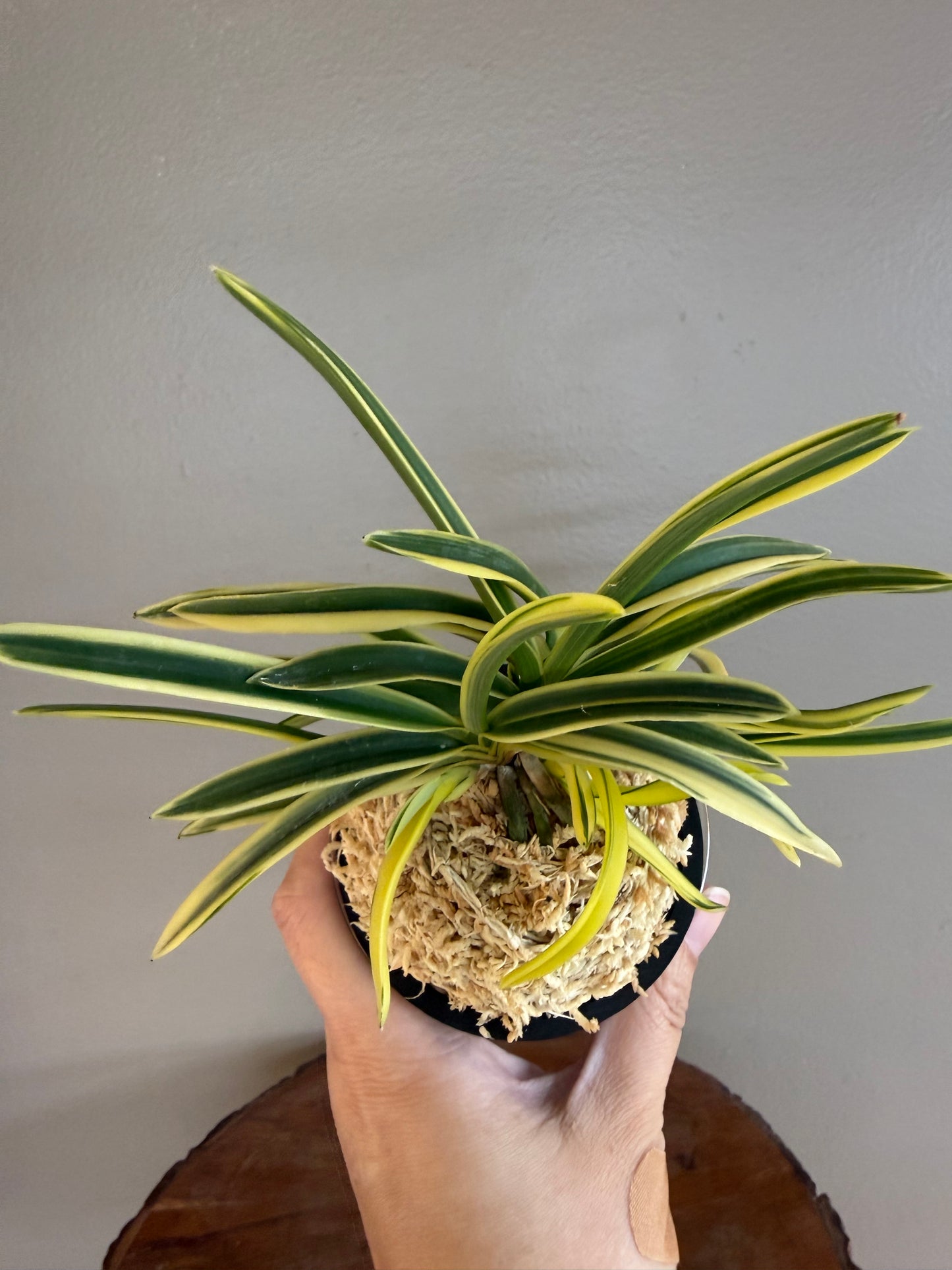 Neofinetia falcata shishinden 紫宸殿