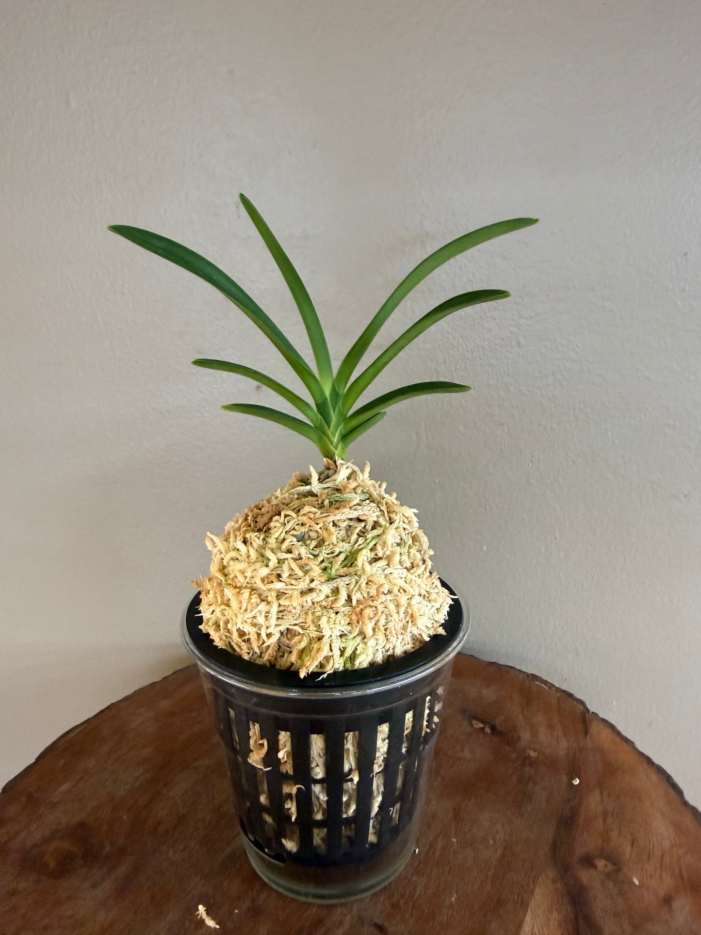 Neofinetia falcata Midori Jujisei 緑十字星