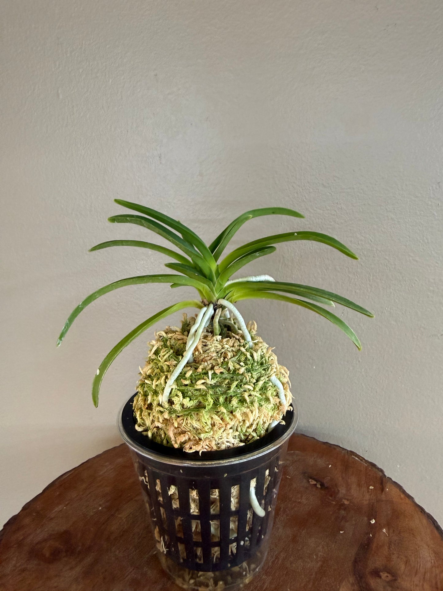 Neofinetia falcata Lavender 紫