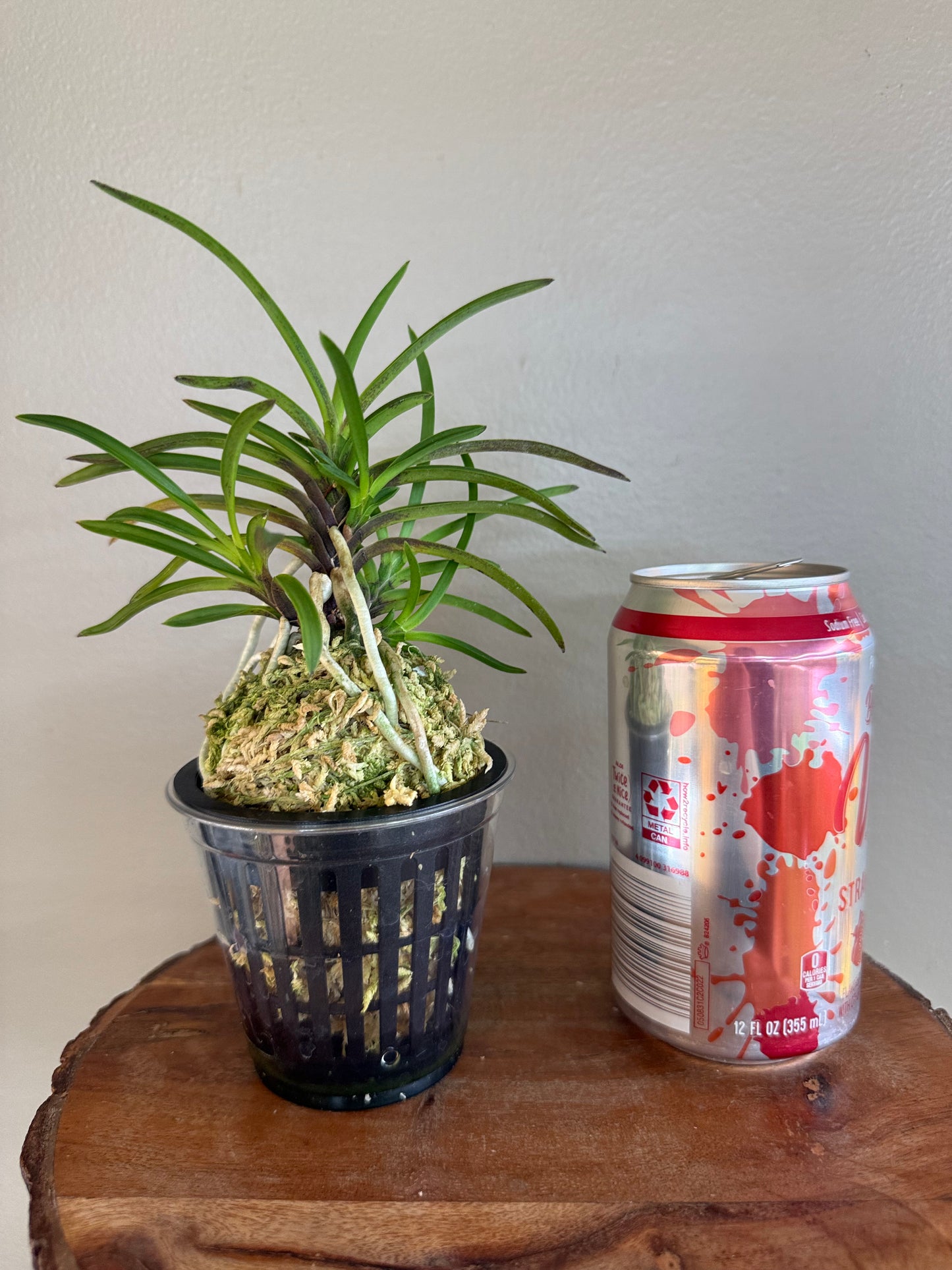 Neofinetia falcata Manjushage 曼珠沙華