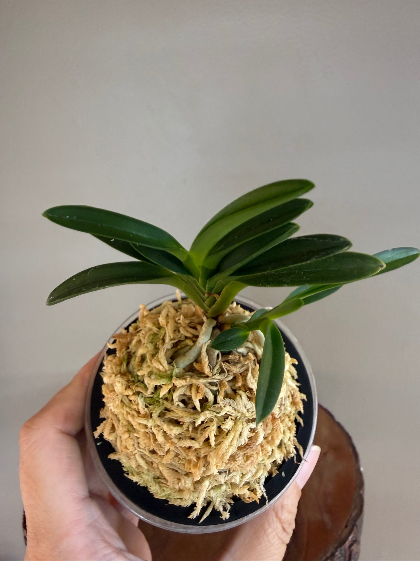 Neofinetia falcata Awaji 淡路